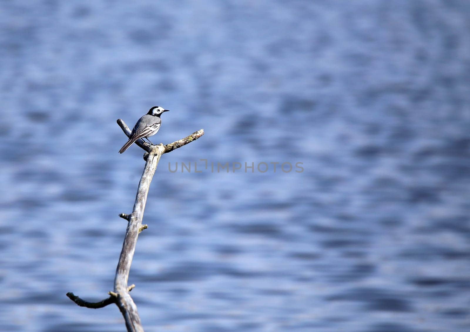 Wagtail Motacilla alba in the nature reserve Wagbachniederung