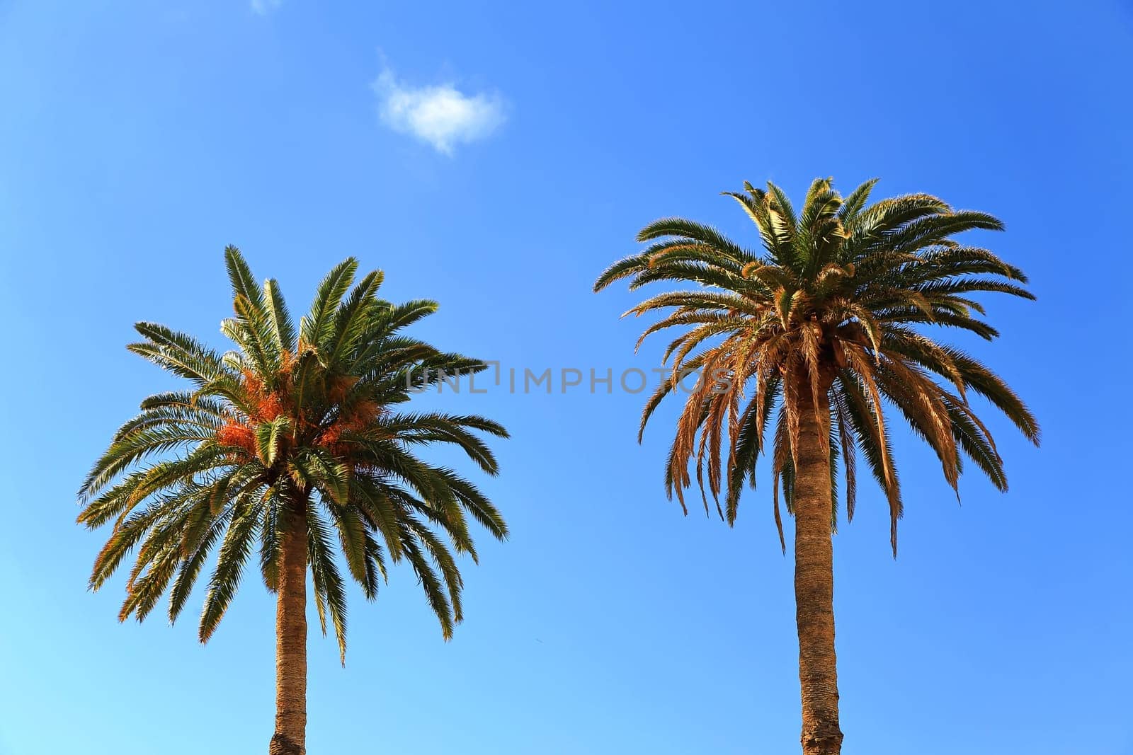 Agaete is a municipality on the Canary Island of Gran Canaria