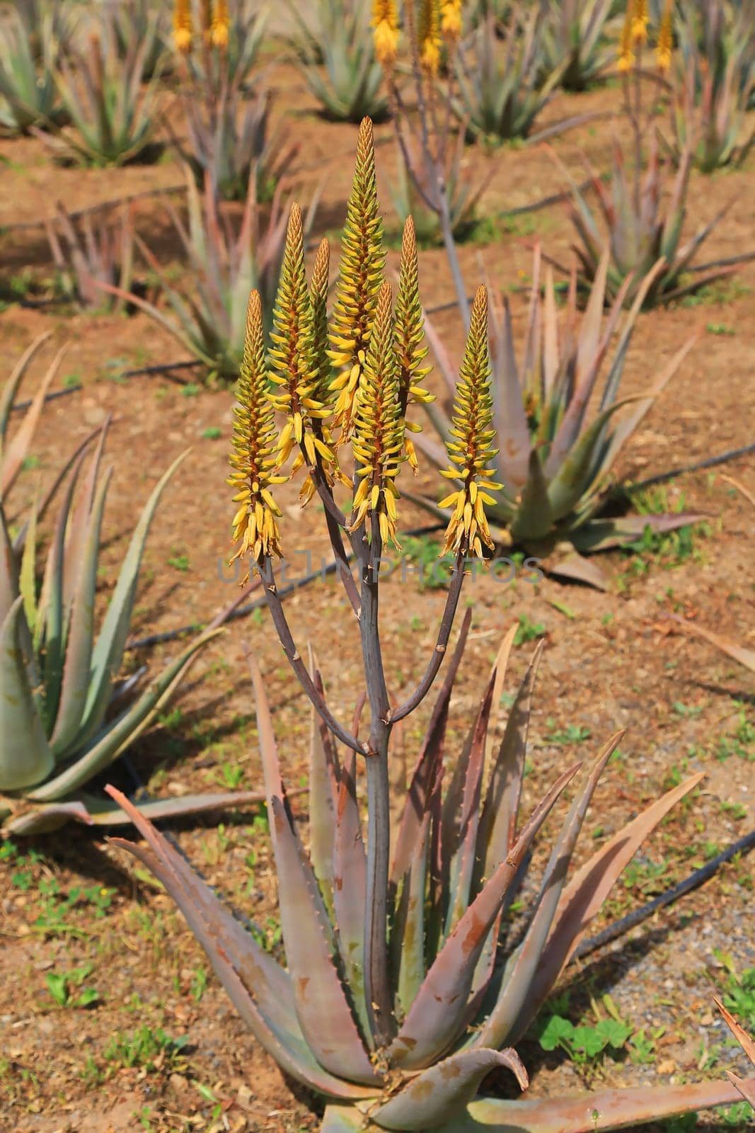 The true aloe is a plant of the genus Aloe