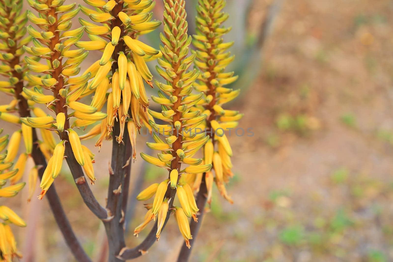 The true aloe is a plant of the genus Aloe
