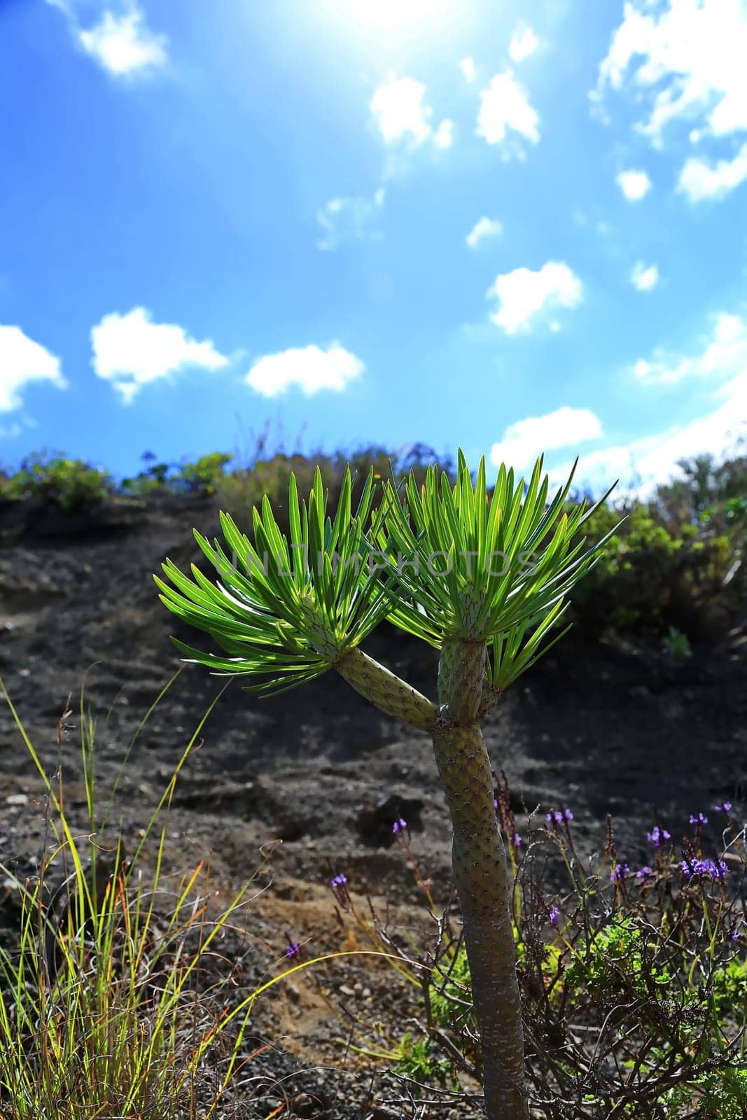 Bandama Crater is an extinct volcano on gran canaria