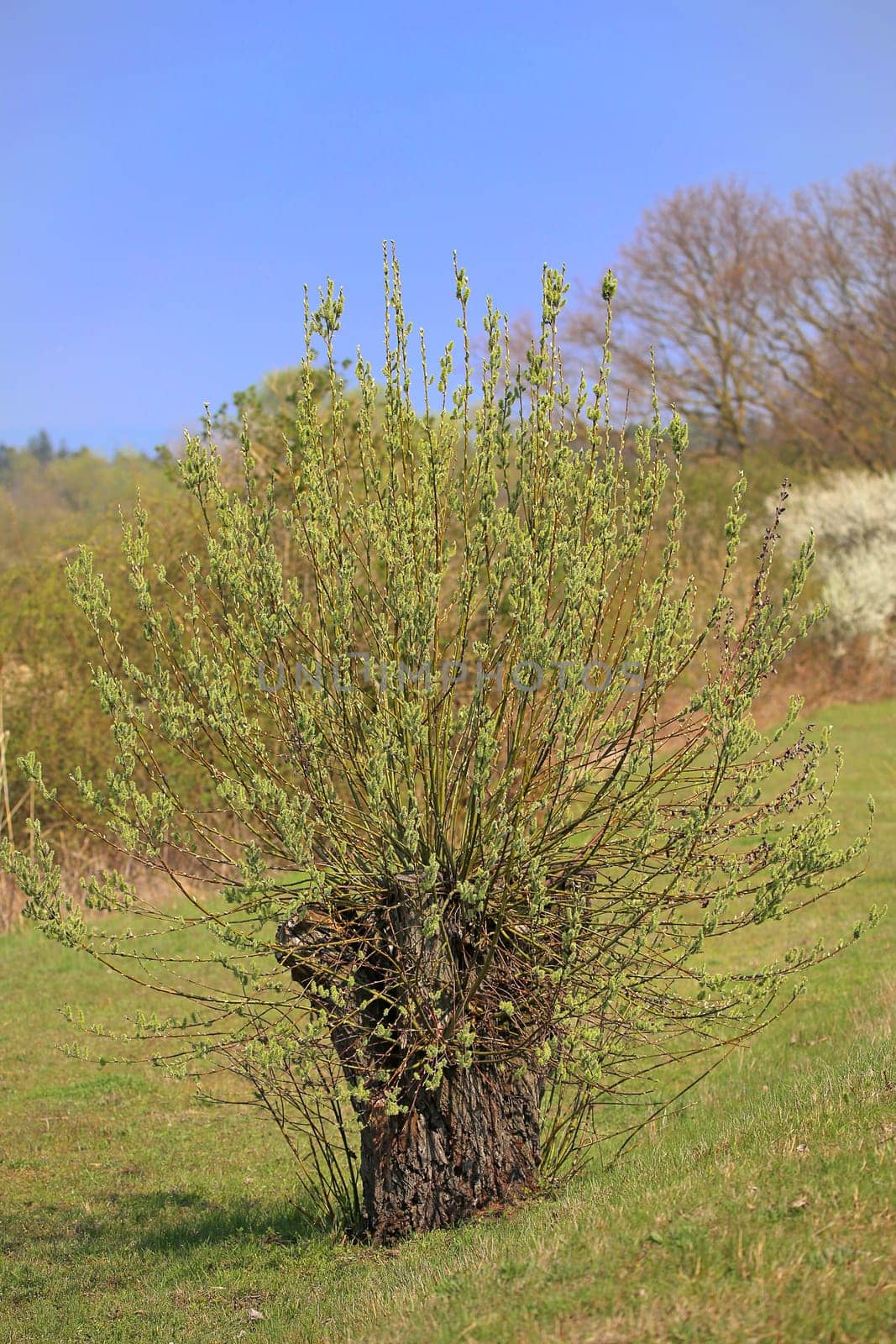 Flowering willow in the nature reserve Wagbachniederung near Waghäusel