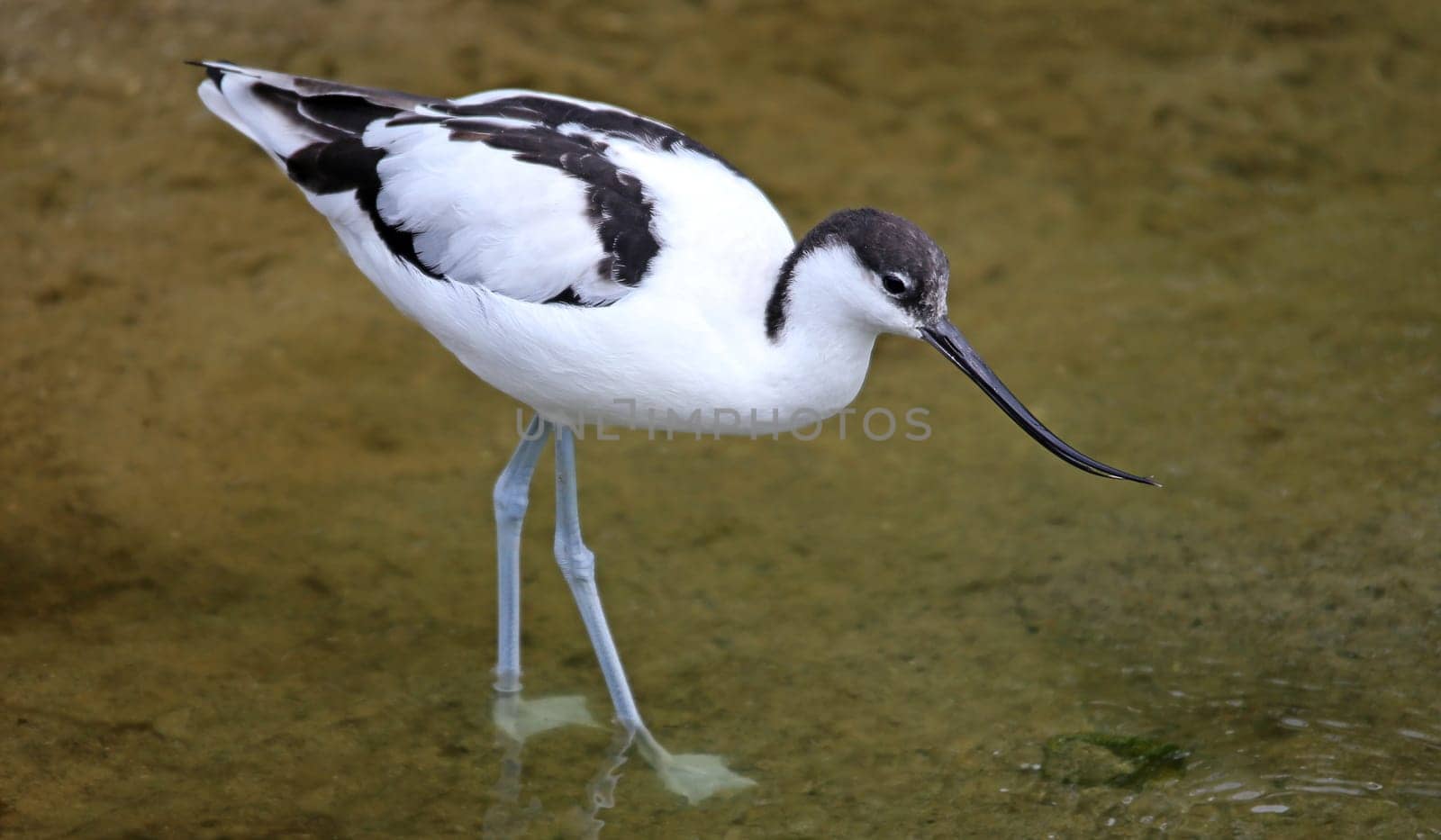 avocet Recurvirostra avosetta
