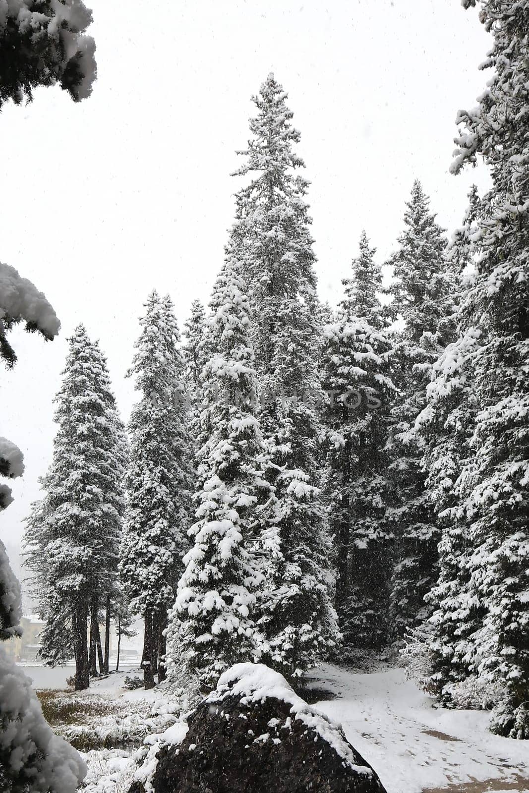 Misurina is a place in the Dolomites