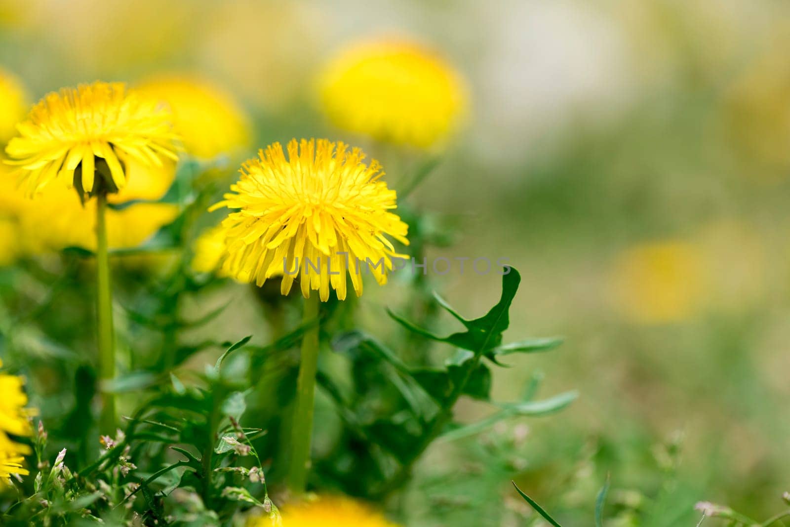yellow dandelion flowers blossom close-up
