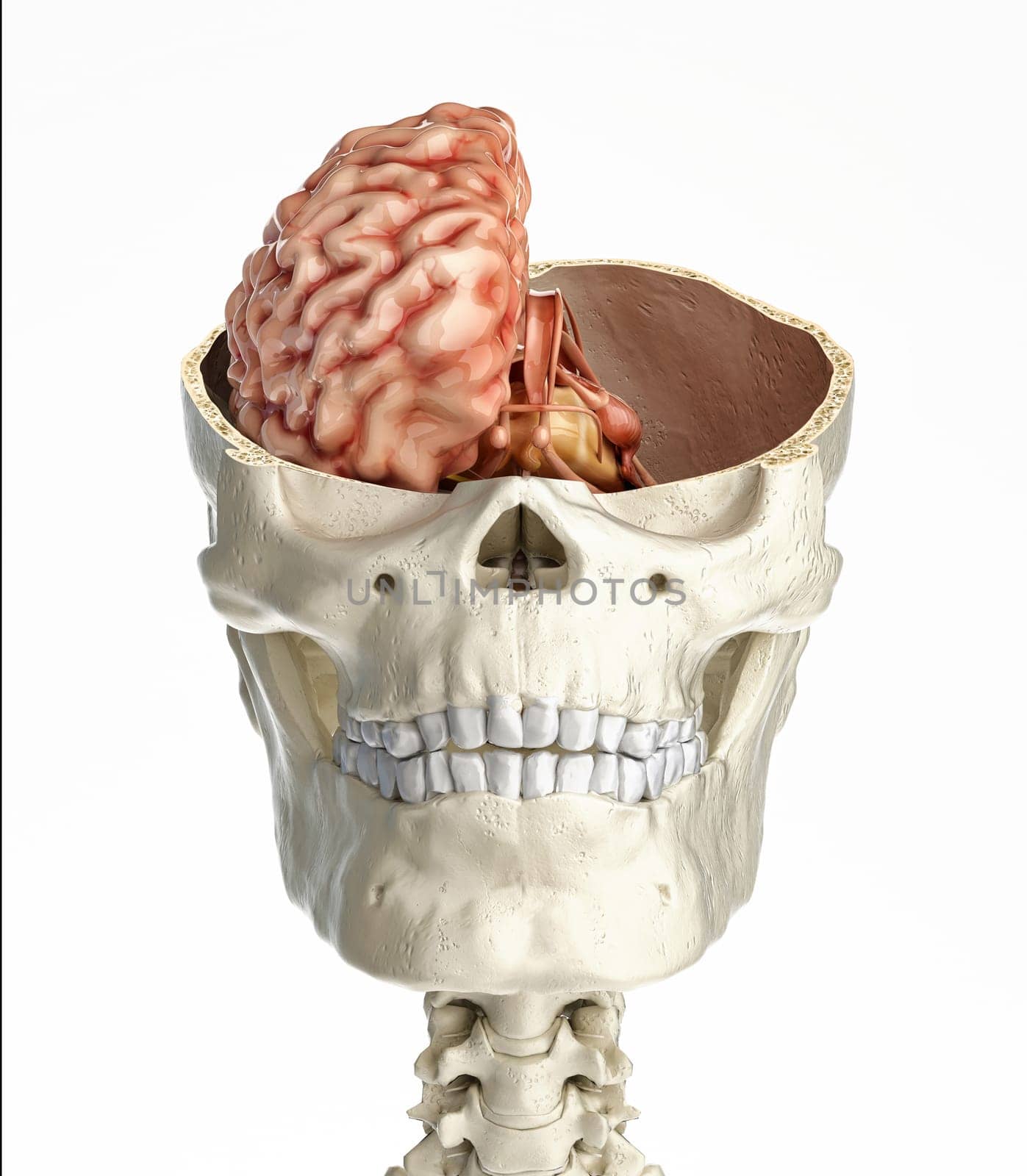 Human skull transversal cross section with brain. Front view on white background.