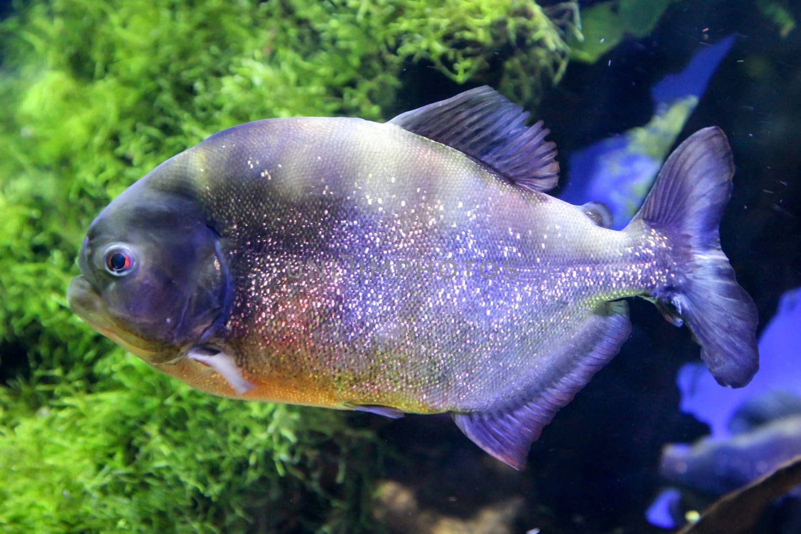 portrait of a piranha