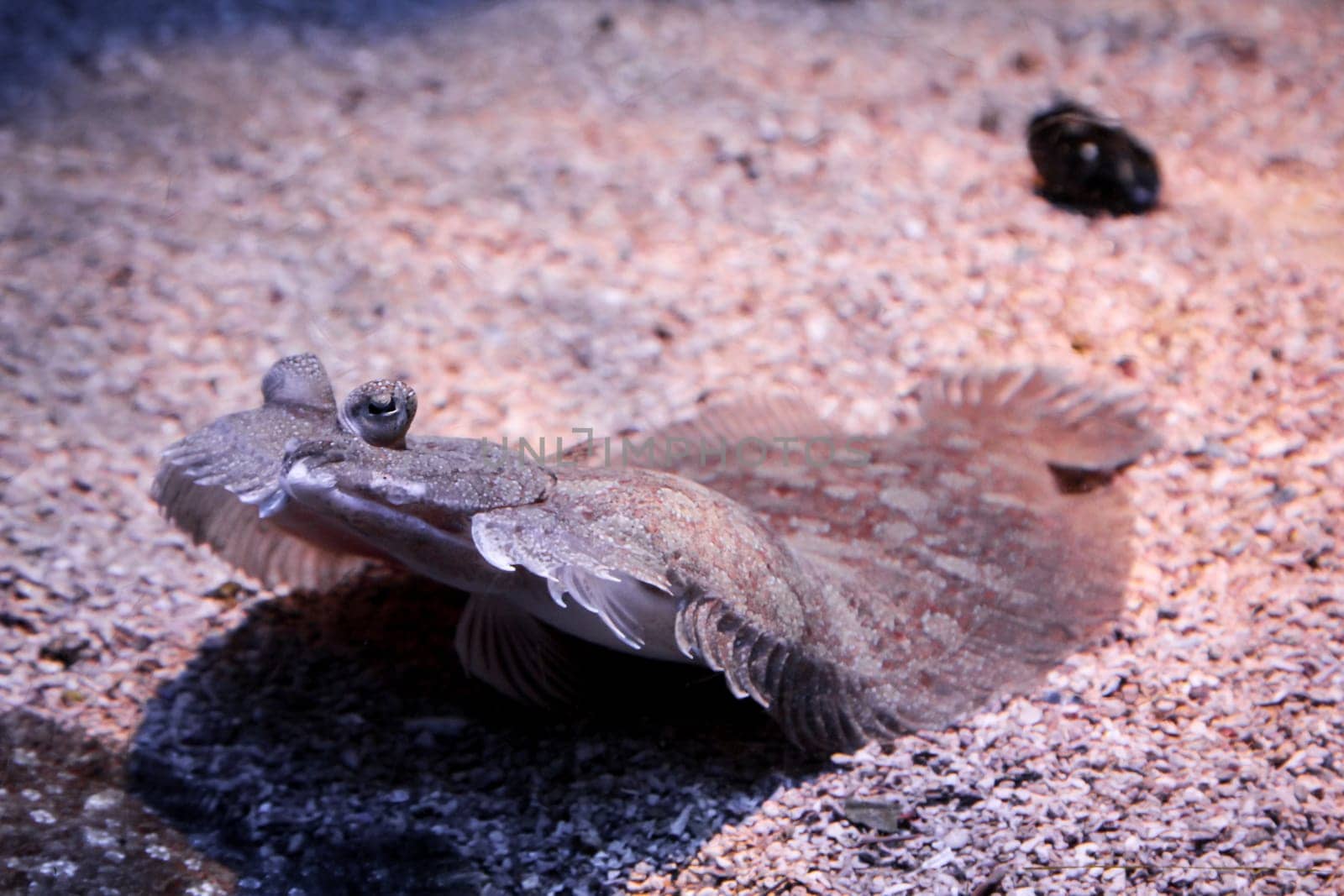 a flat fish on the bottom of the see