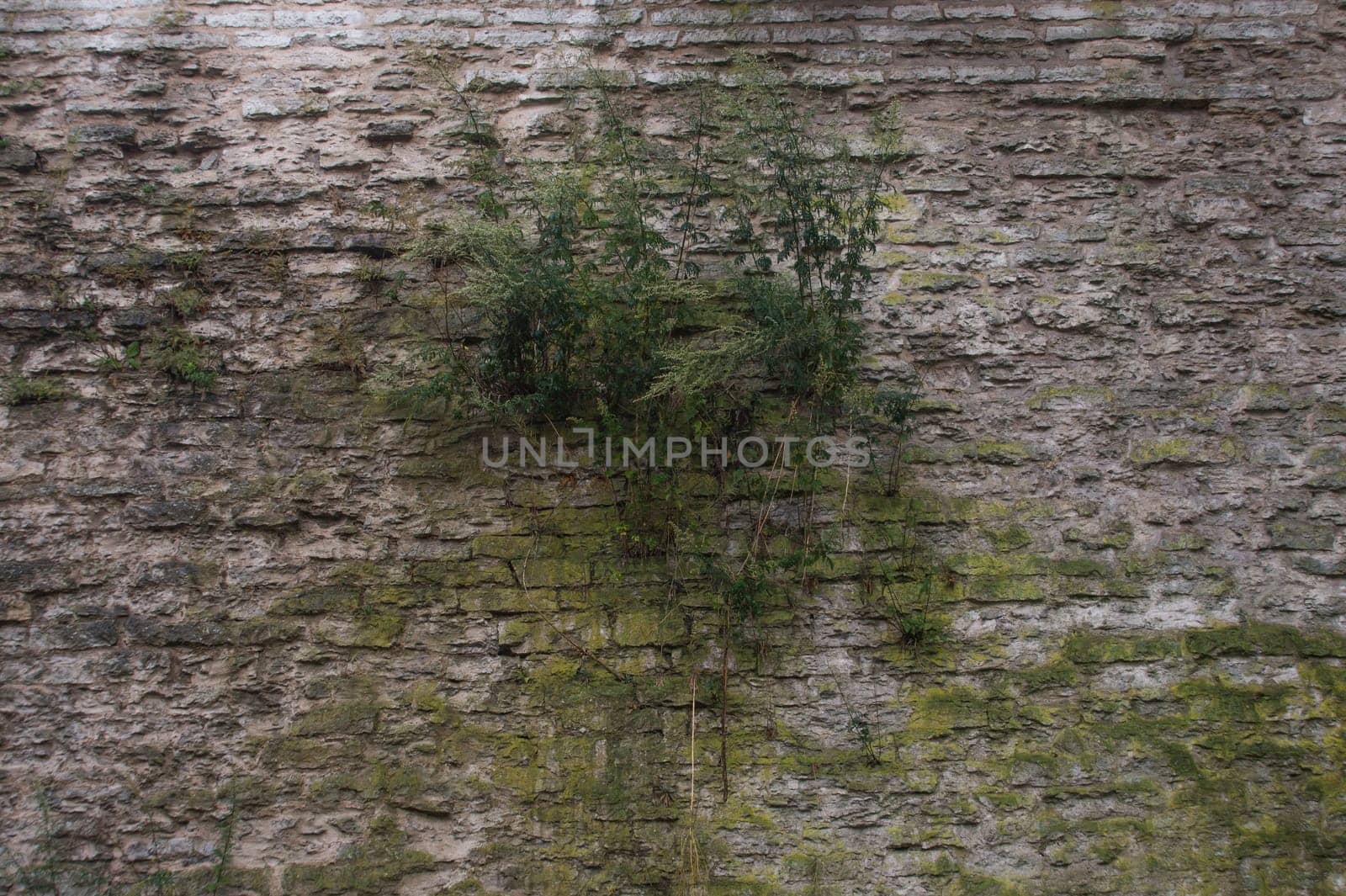 Old stone wall masonry texture background