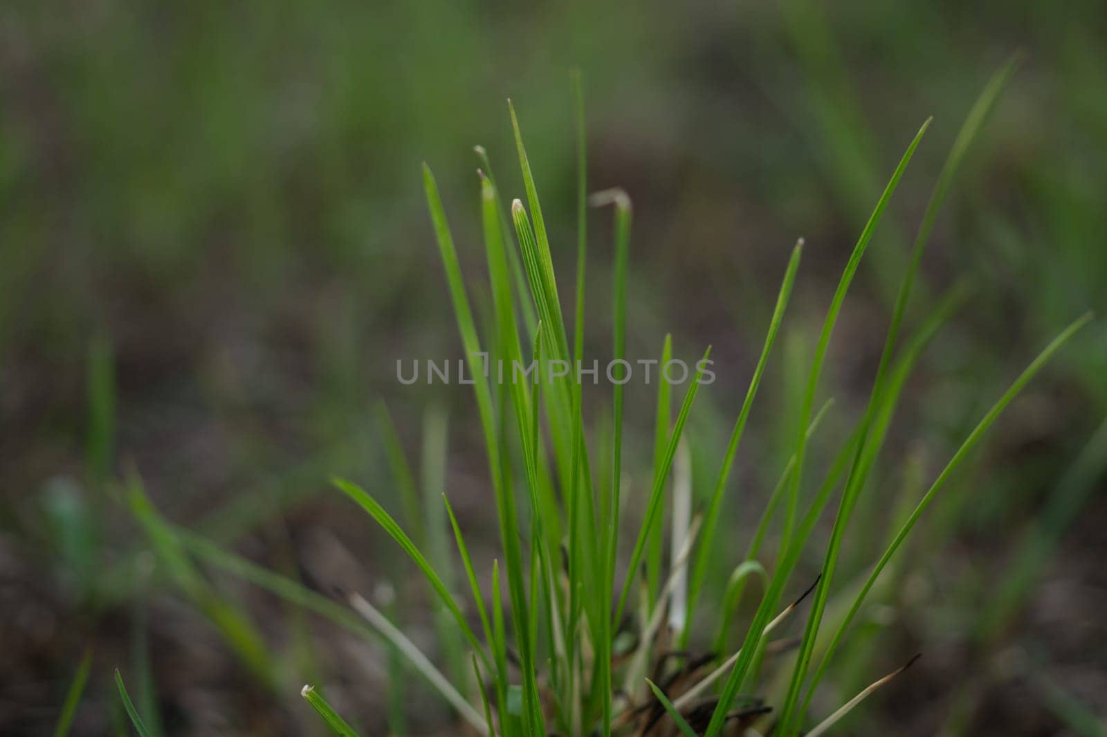 Grass closeup abstract macro background