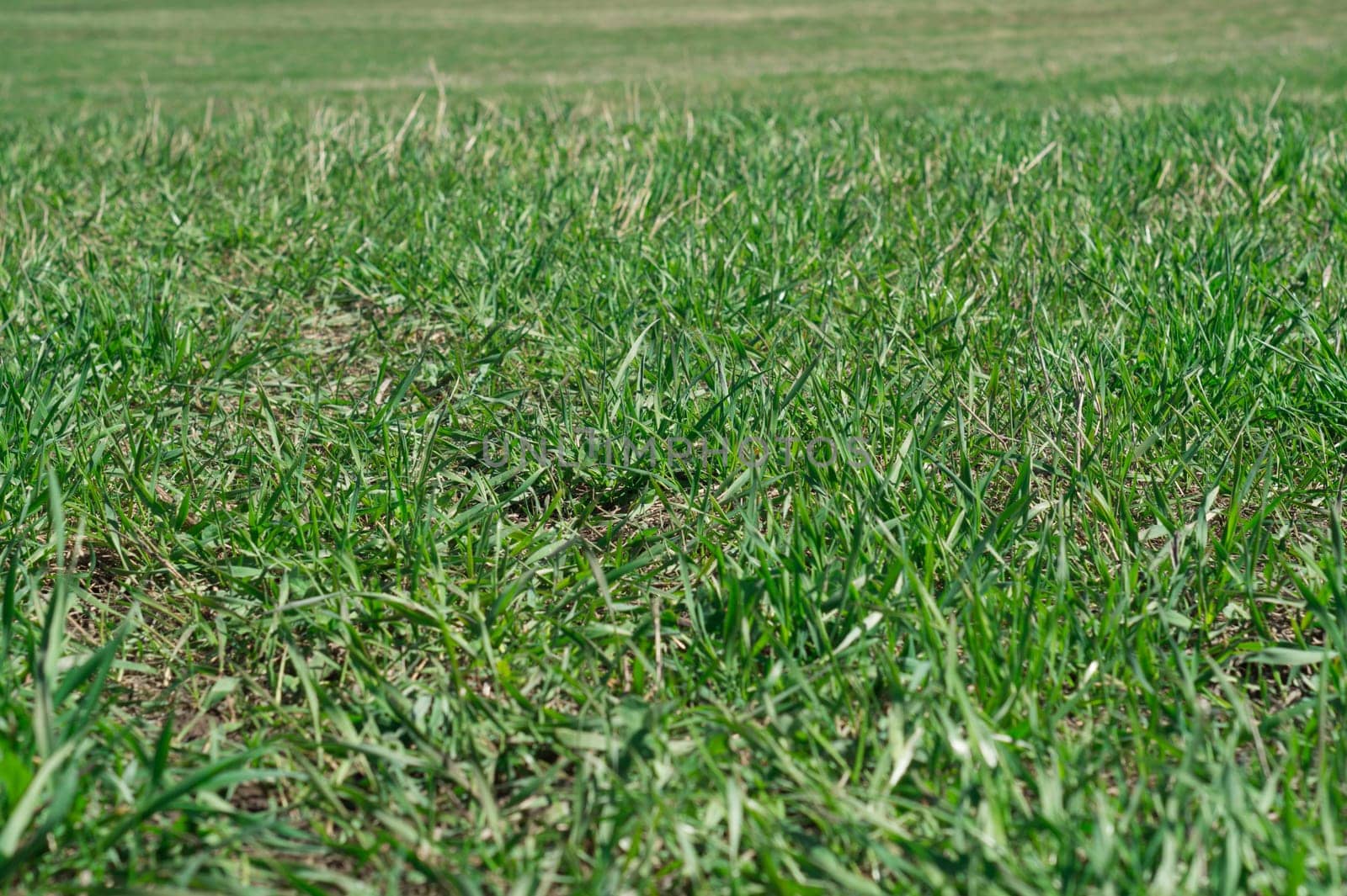 green grass nature texture background