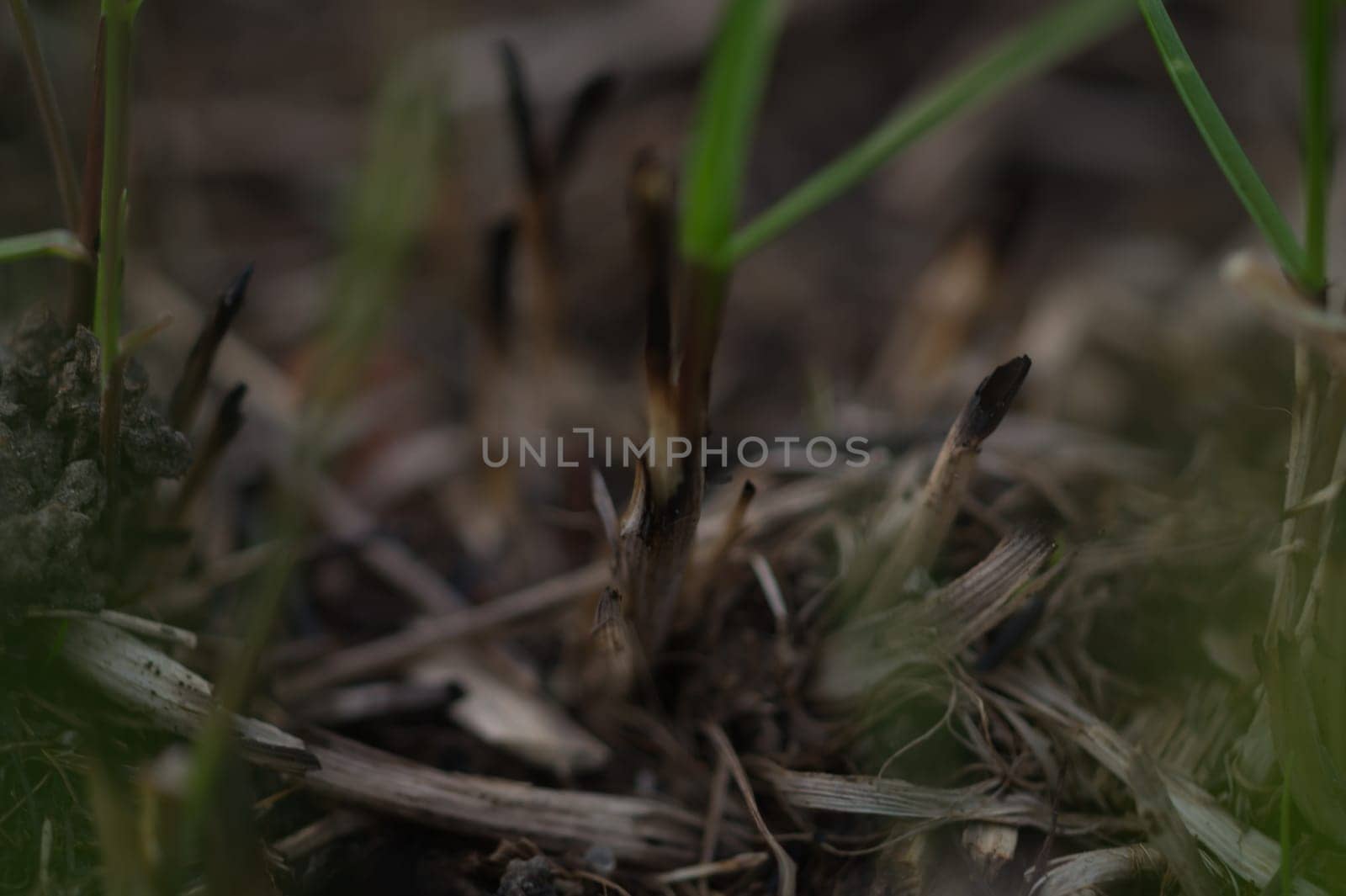 Grass closeup abstract macro background