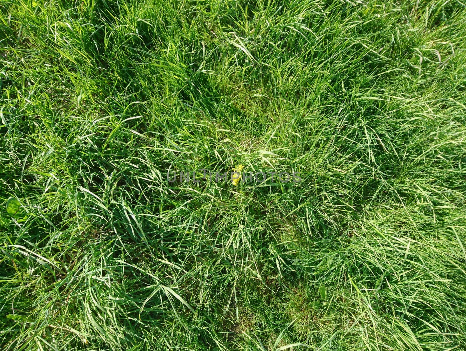 green grass nature texture background