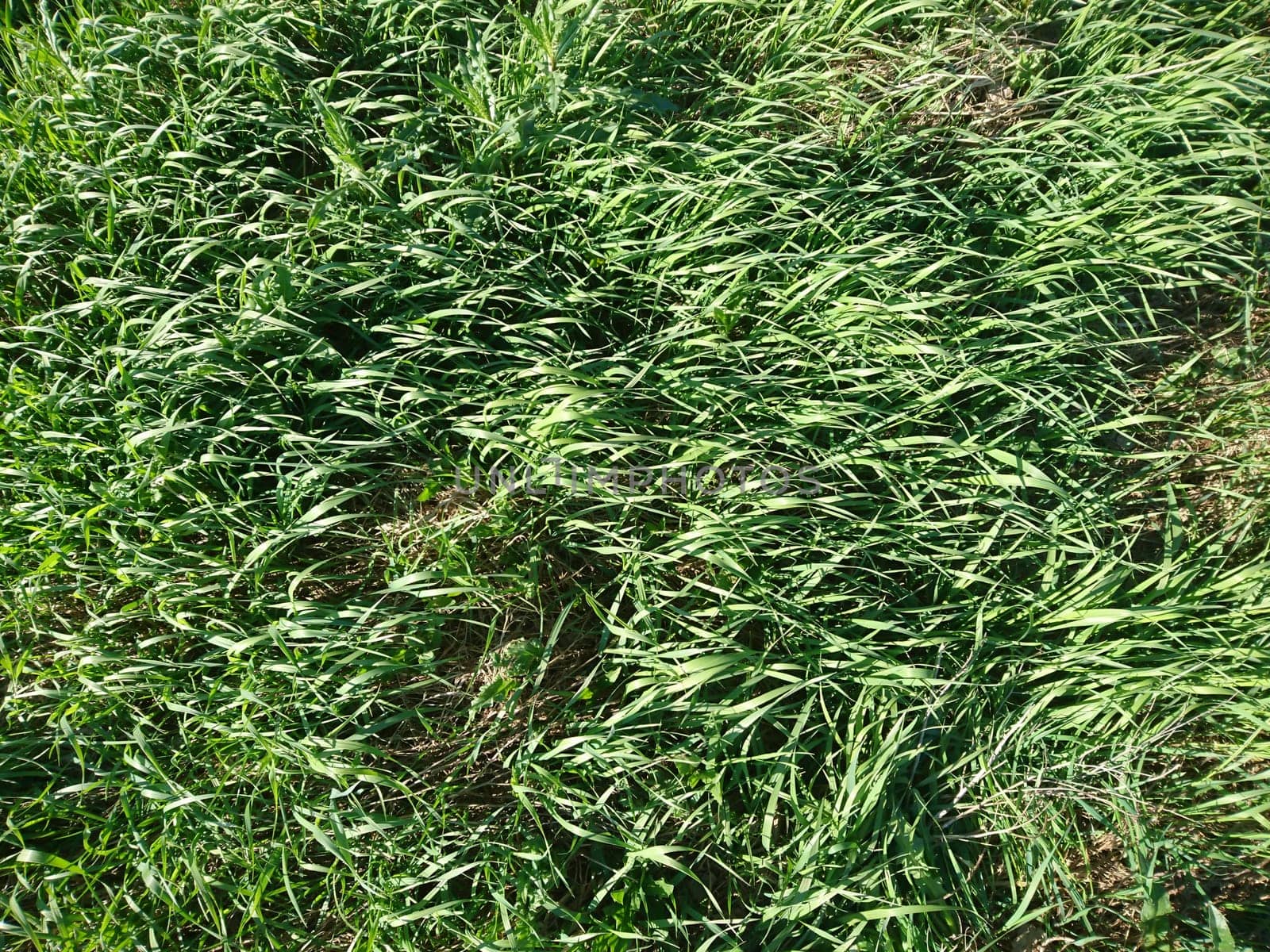 green grass nature texture background