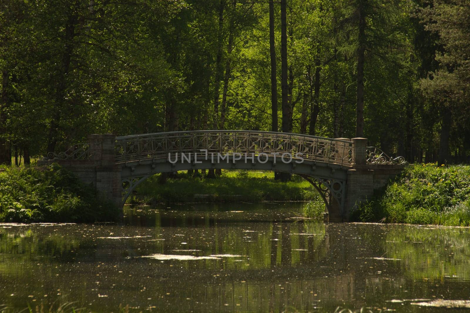 Bridge in the forest. Nature landscape