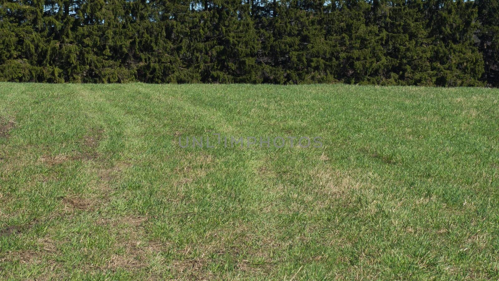 Green meadow and forest landscape