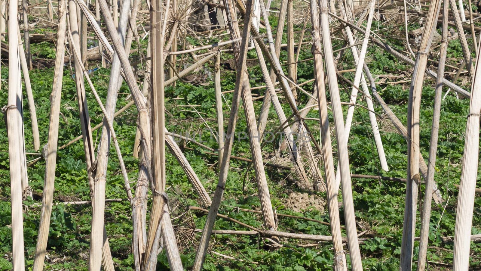 Nature landscape with dry plants