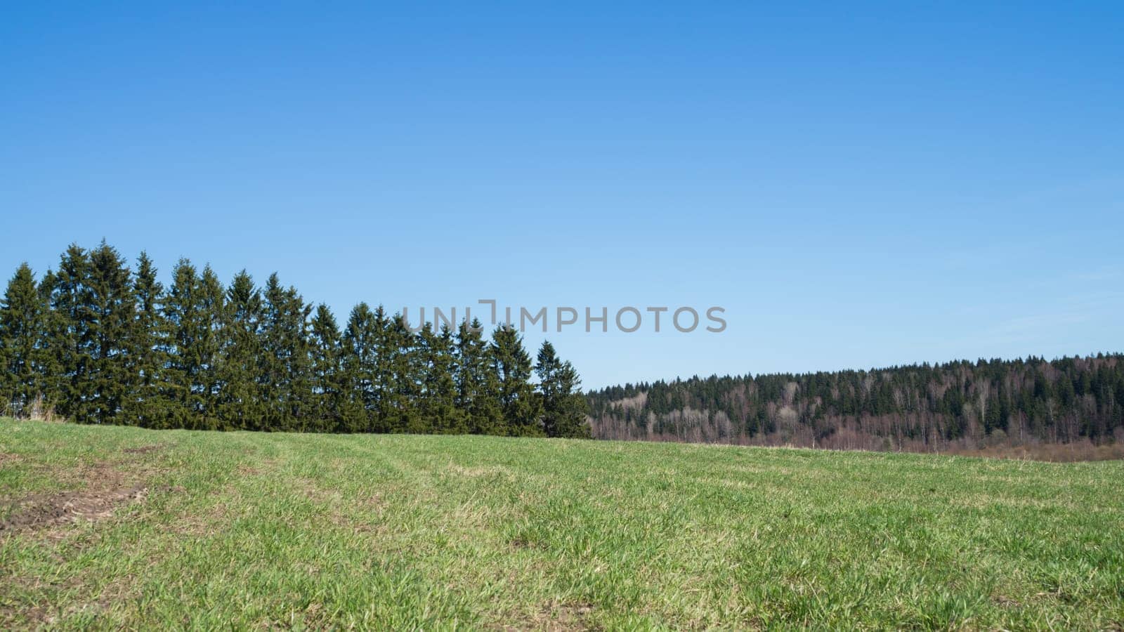 Green meadow and forest landscape