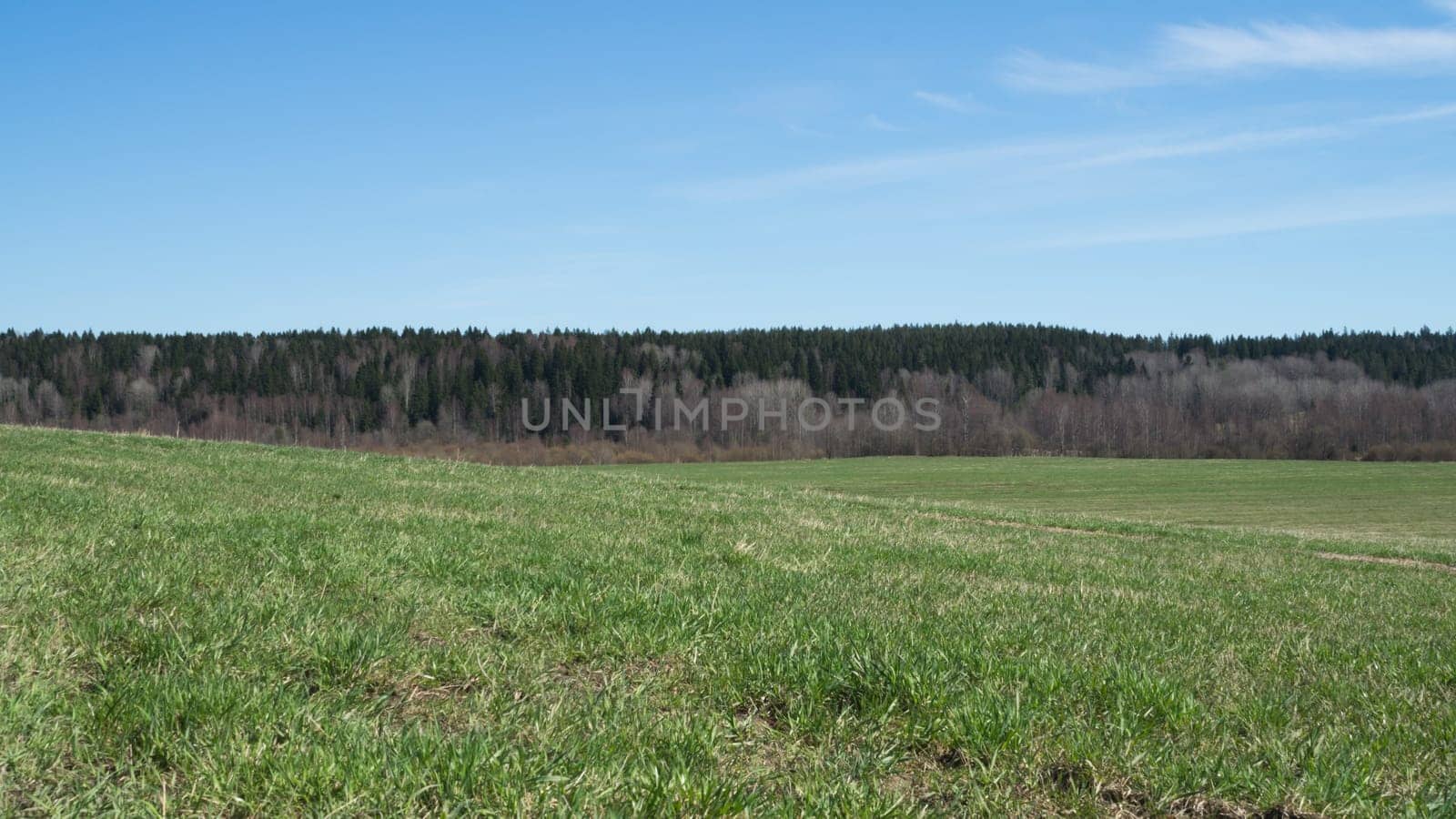 Green meadow and forest landscape