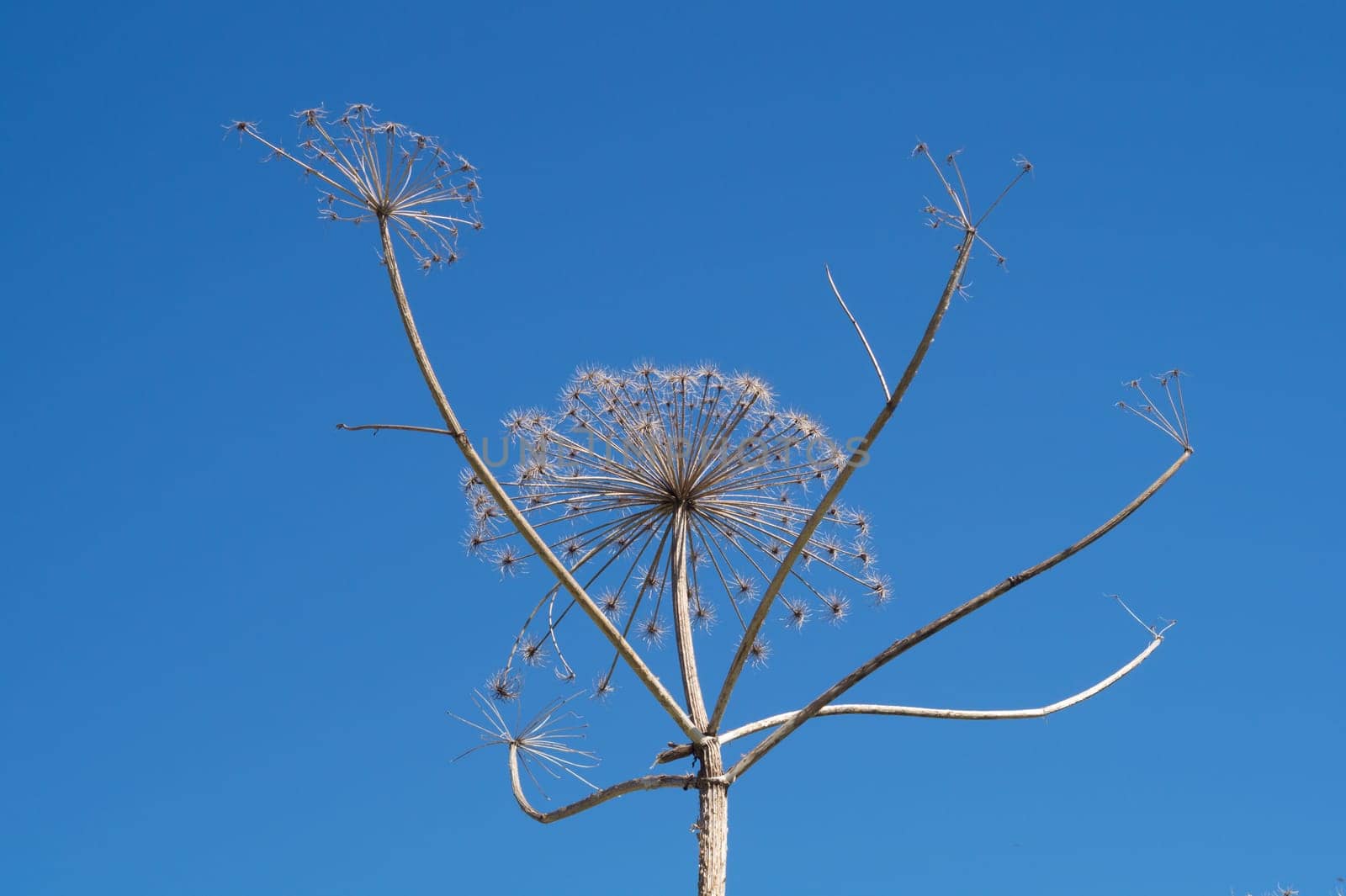 Nature landscape with dry plants