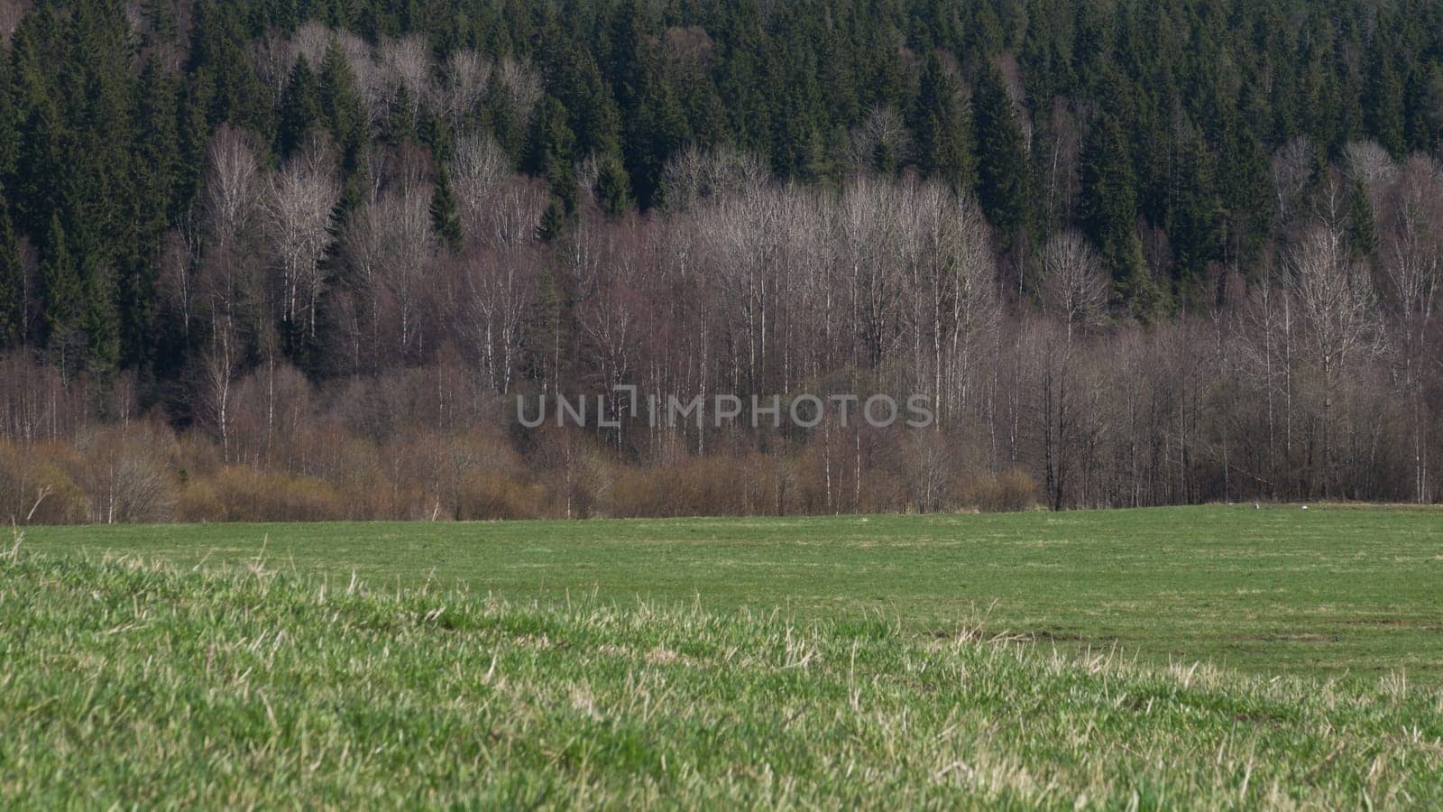 Green meadow and forest landscape