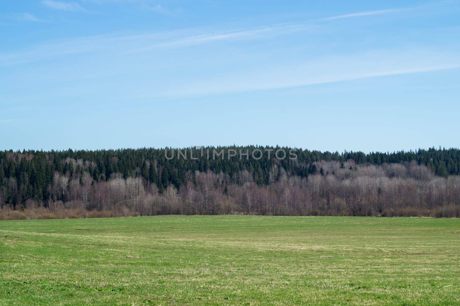 Green meadow and forest landscape. field background