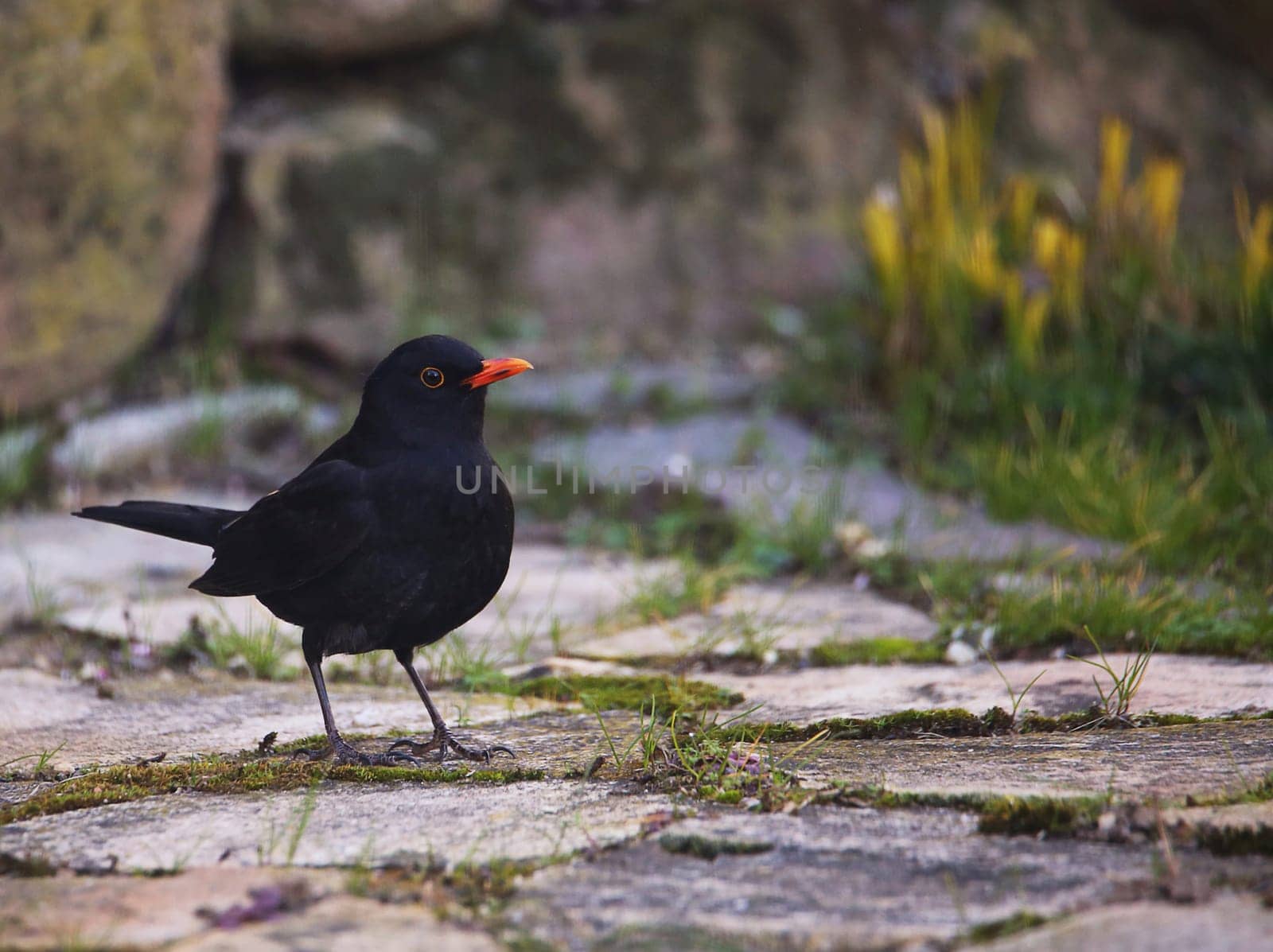 Male blackbird Turdus merula in early spring