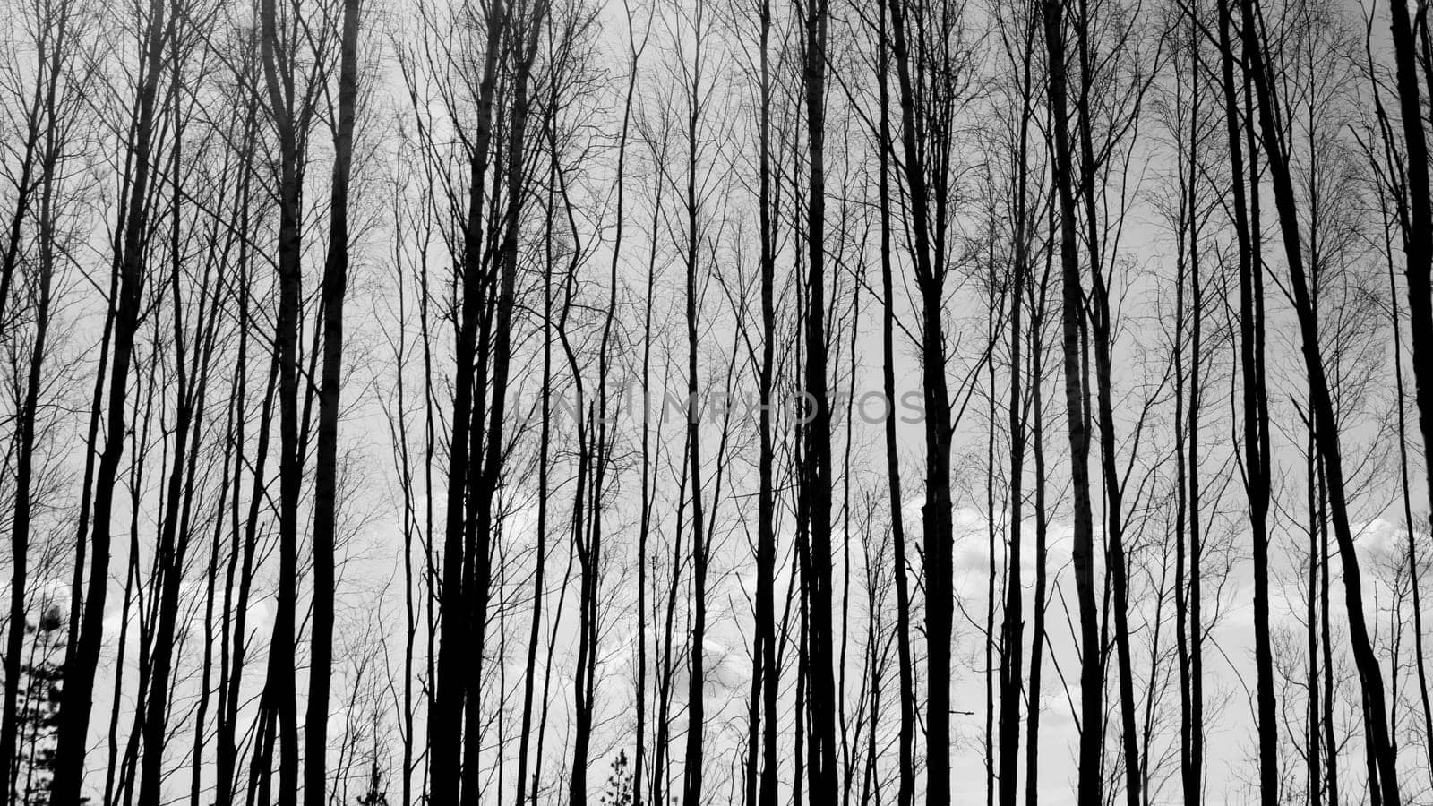 Forest with high trees black and white