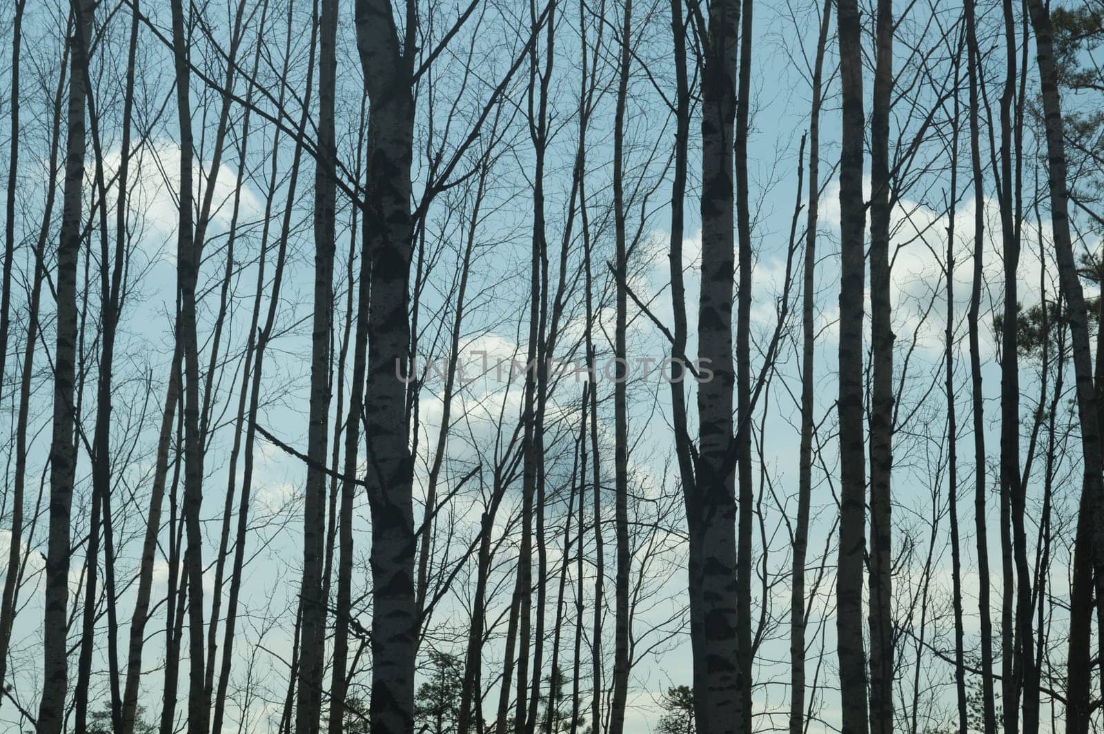 Forest with high trees background