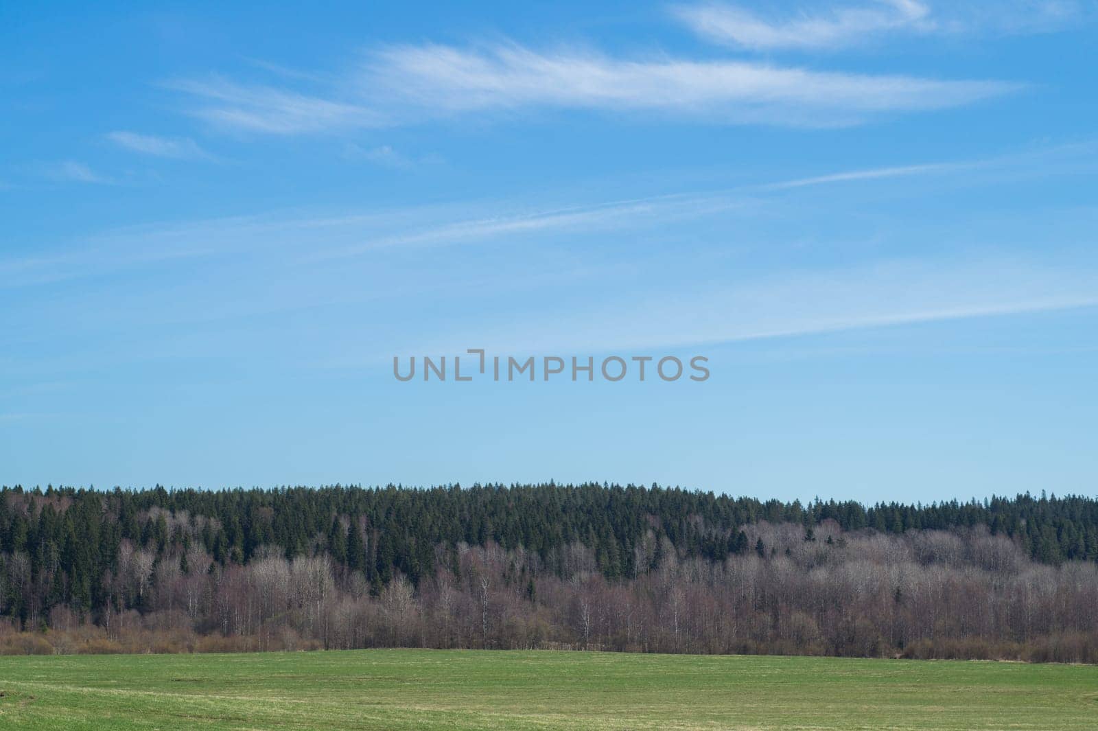 Green meadow and forest landscape. field background