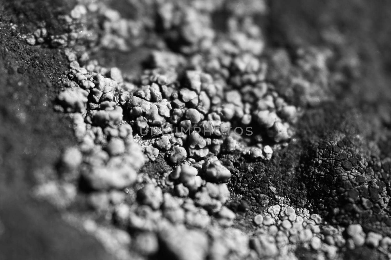 Moss and lichen grow on a stone. Macro. background of Lichen Moss stone