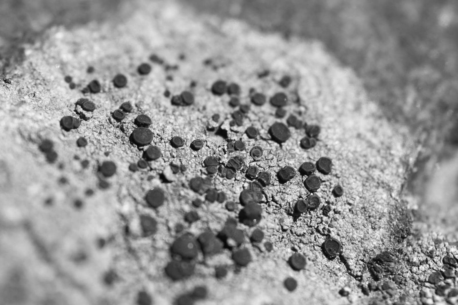 Moss and lichen grow on a stone. Macro. background of Lichen Moss stone