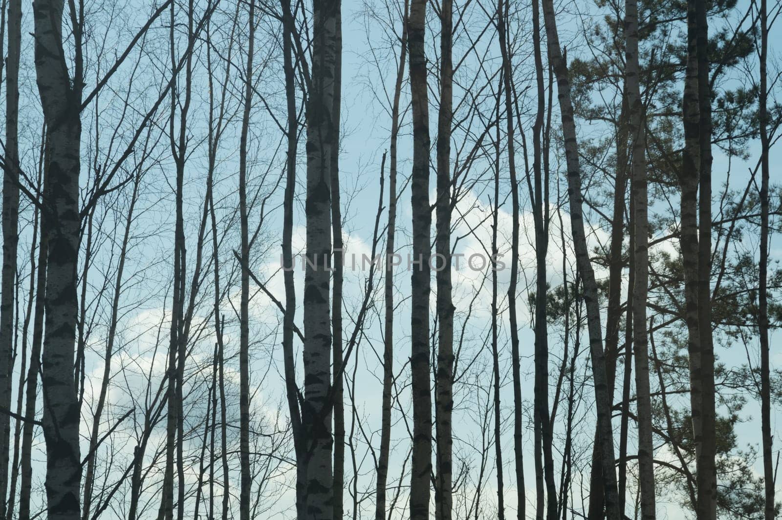 Forest with high trees background