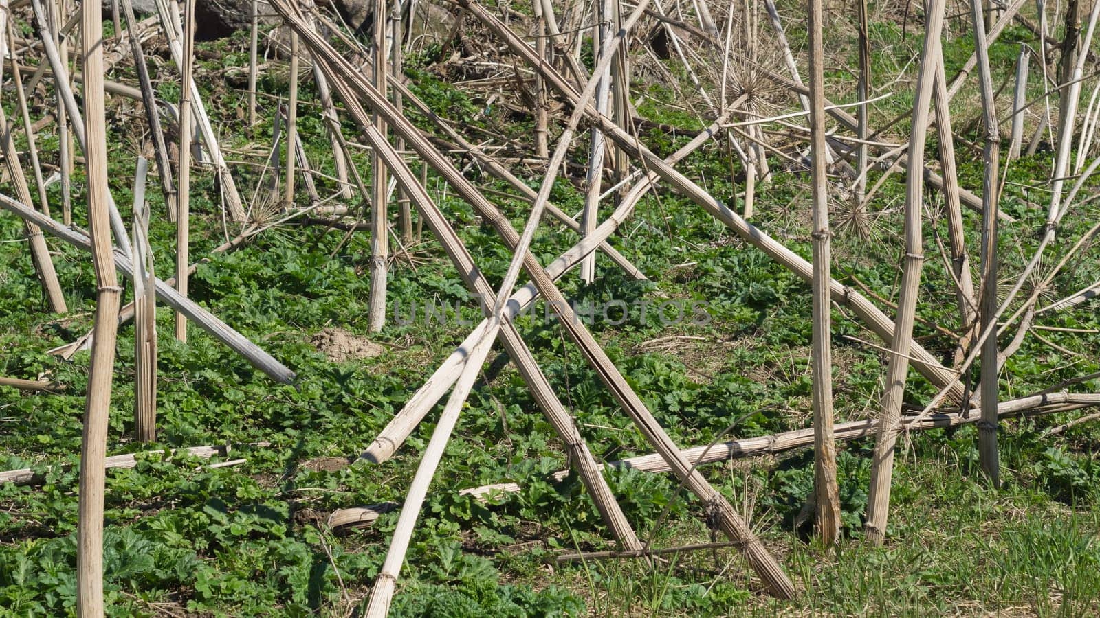 Nature landscape with dry plants
