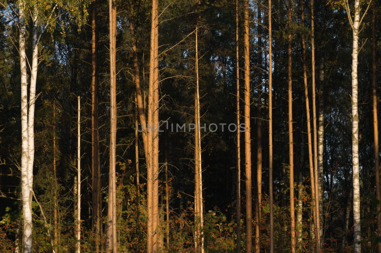 Forest with high trees background