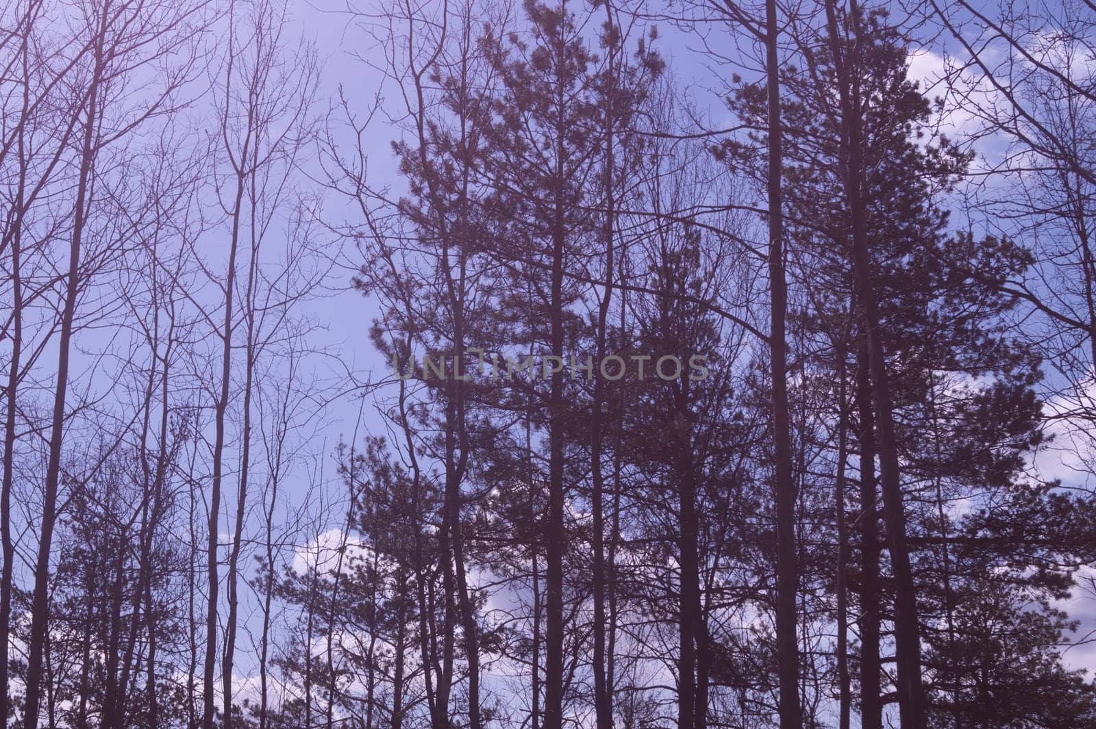 Forest with high trees background
