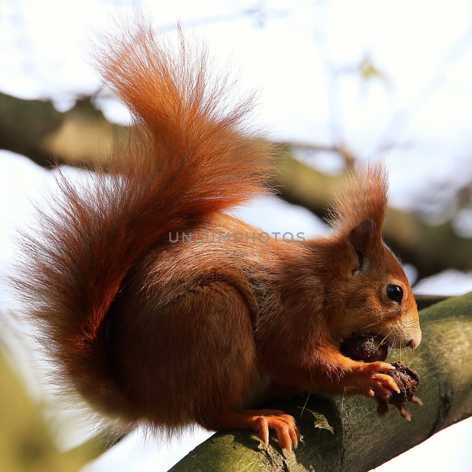 Squirrel Sciurus vulgaris cracks a walnut