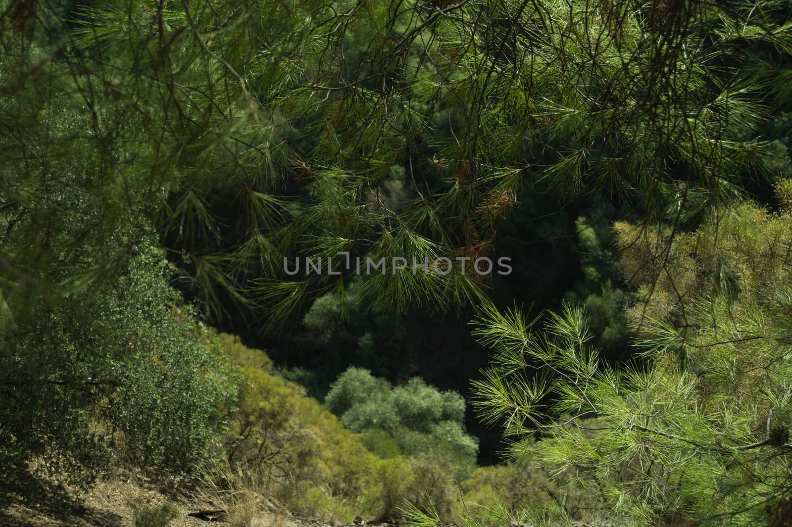 green tree mountain forest background