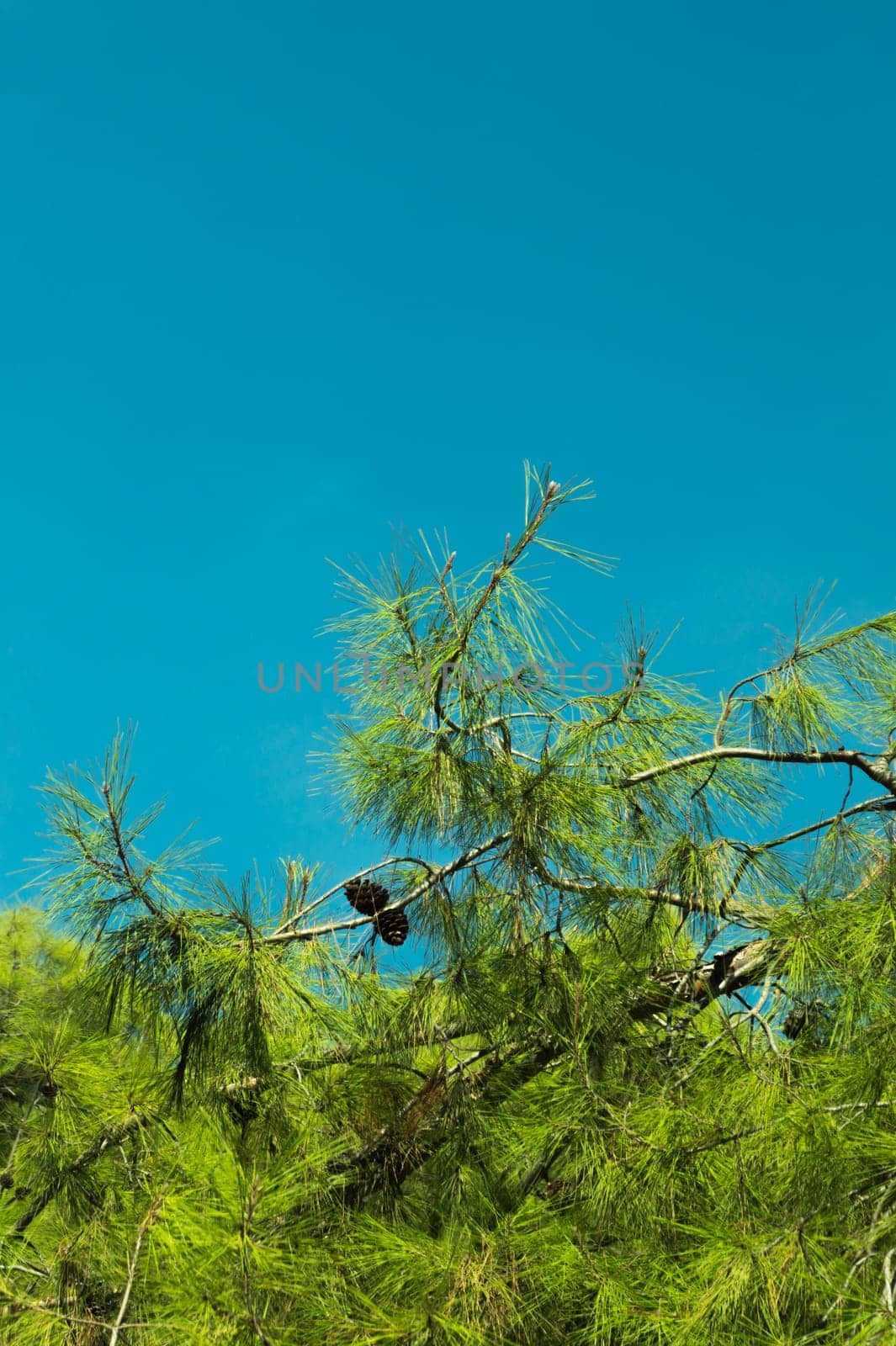 trees in the forest and blue sky