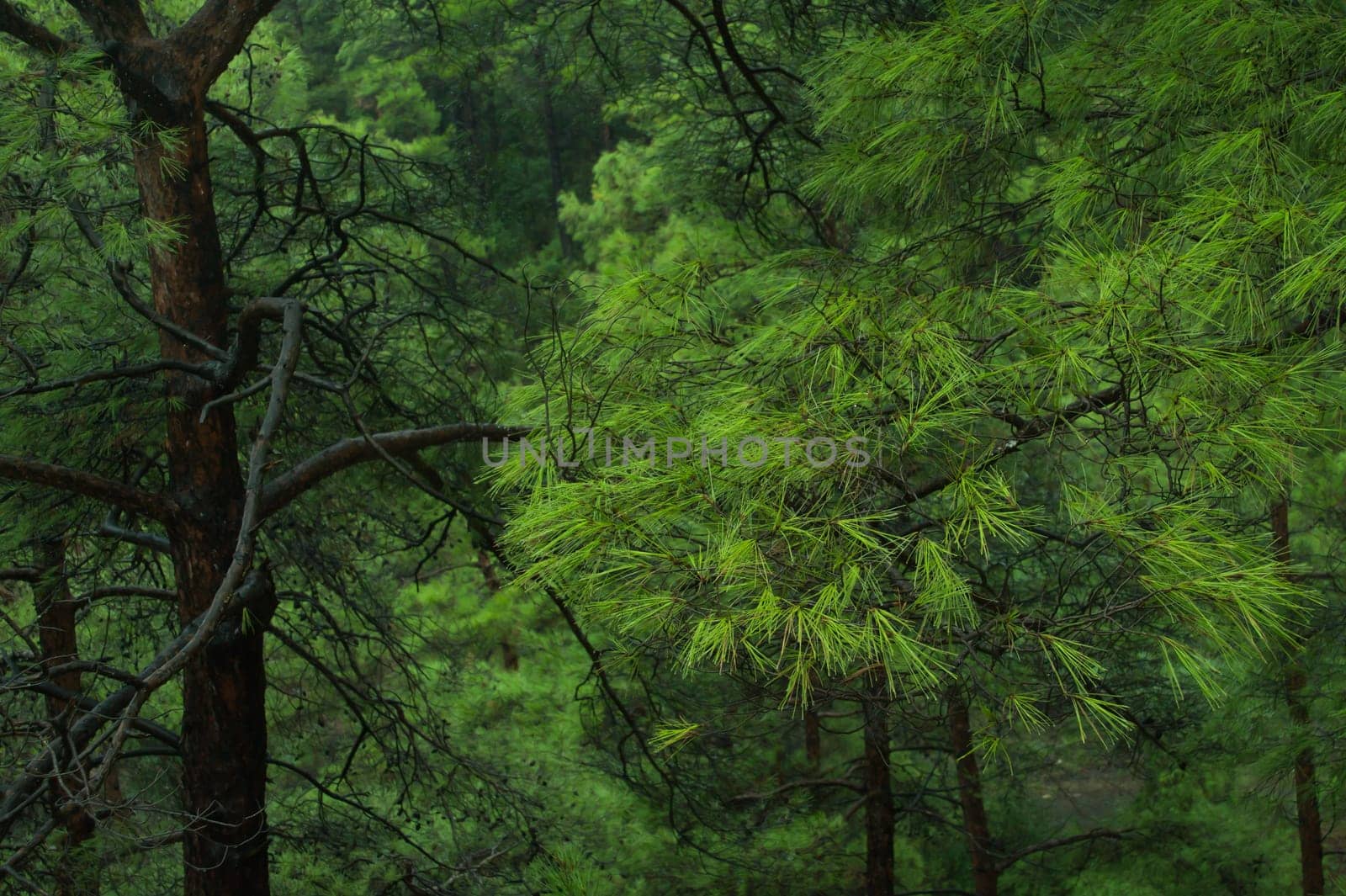 green tree mountain forest background