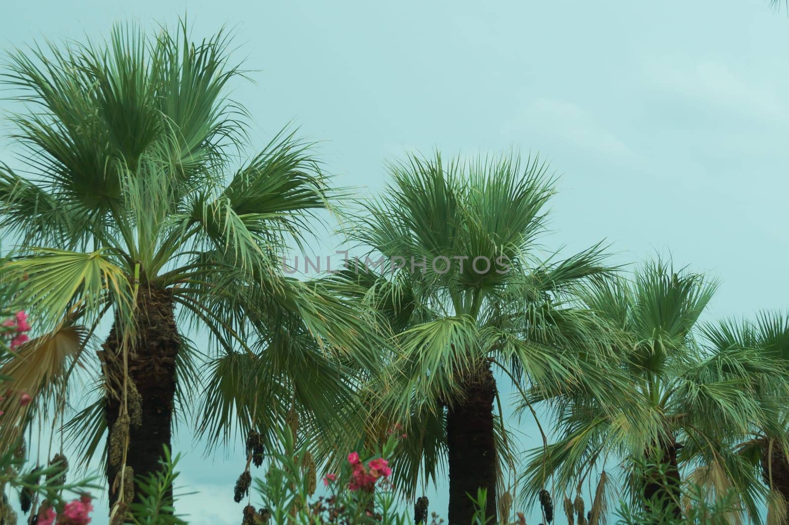 Palm trees in the evening background