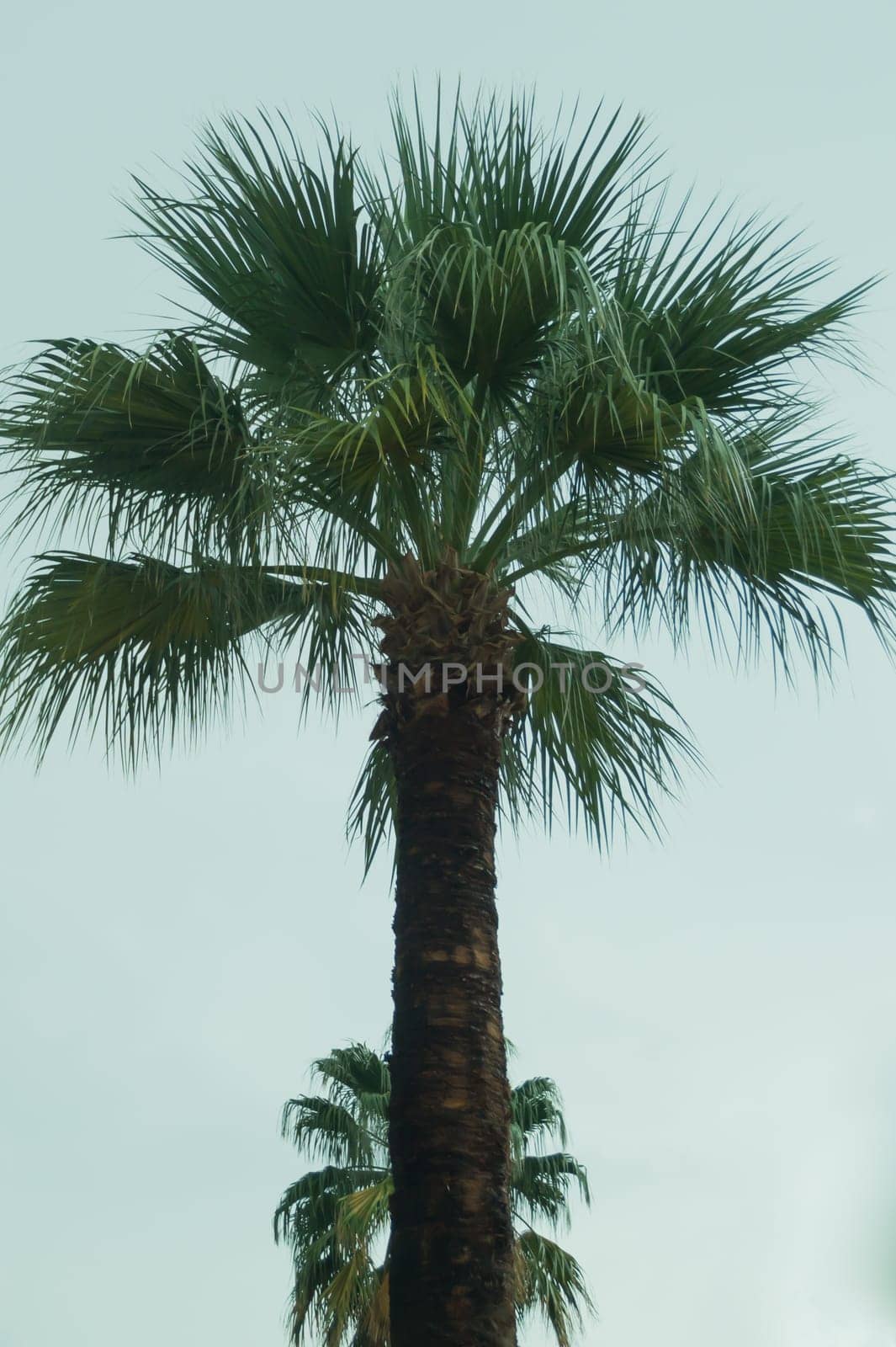 Palm trees in the evening background