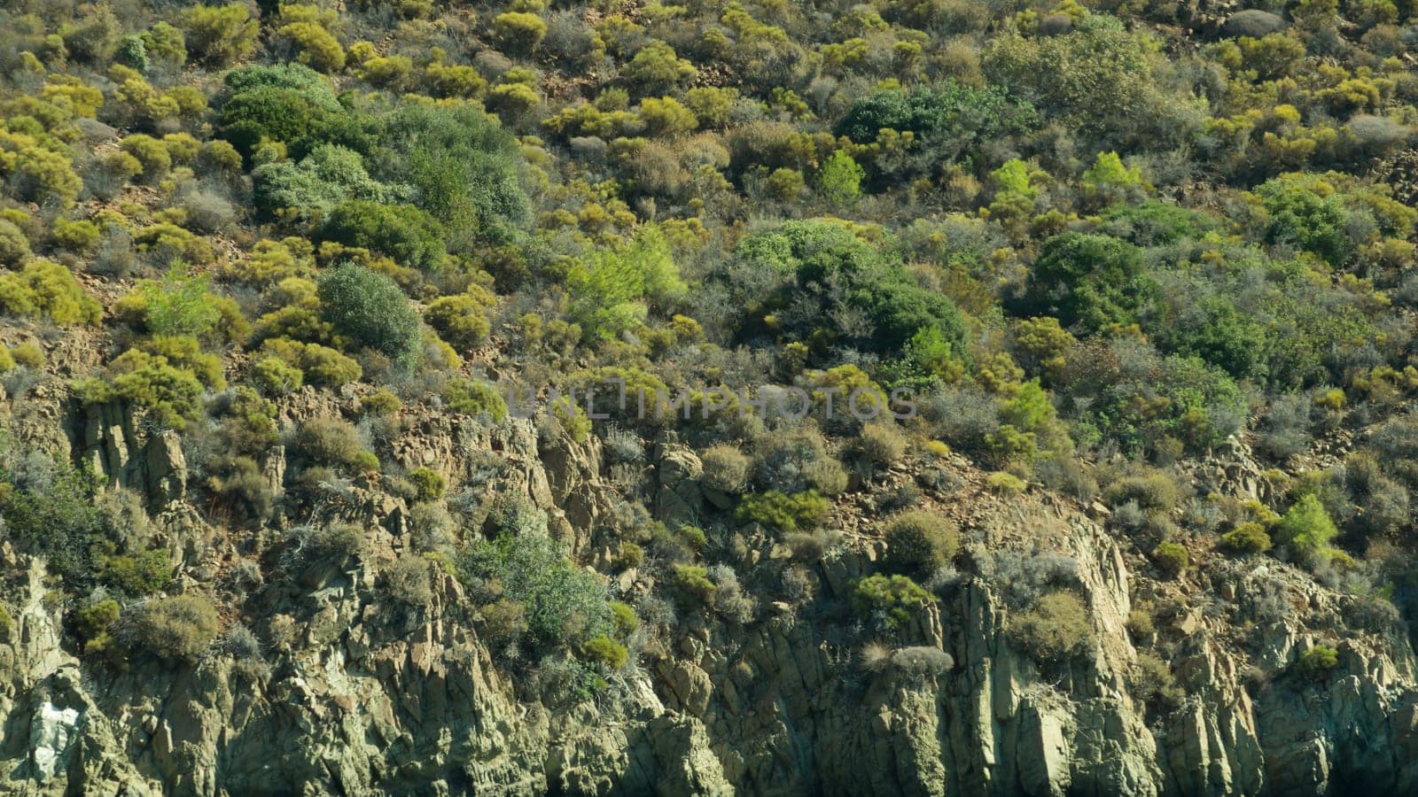 Dense green tree mountain forest