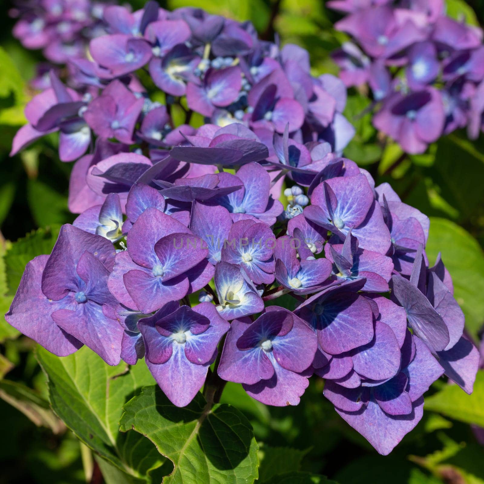 Penny mac (Hydrangea macrophylla), flowers of summer