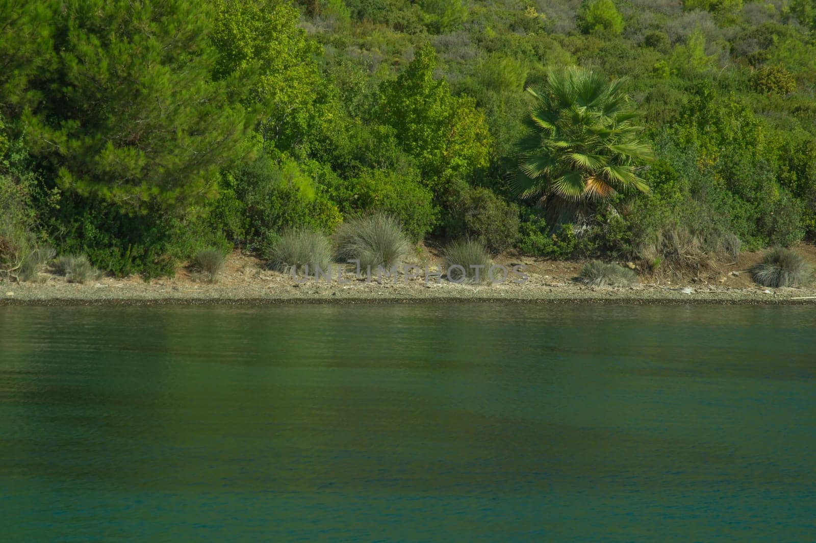 Coastline with the green forest background