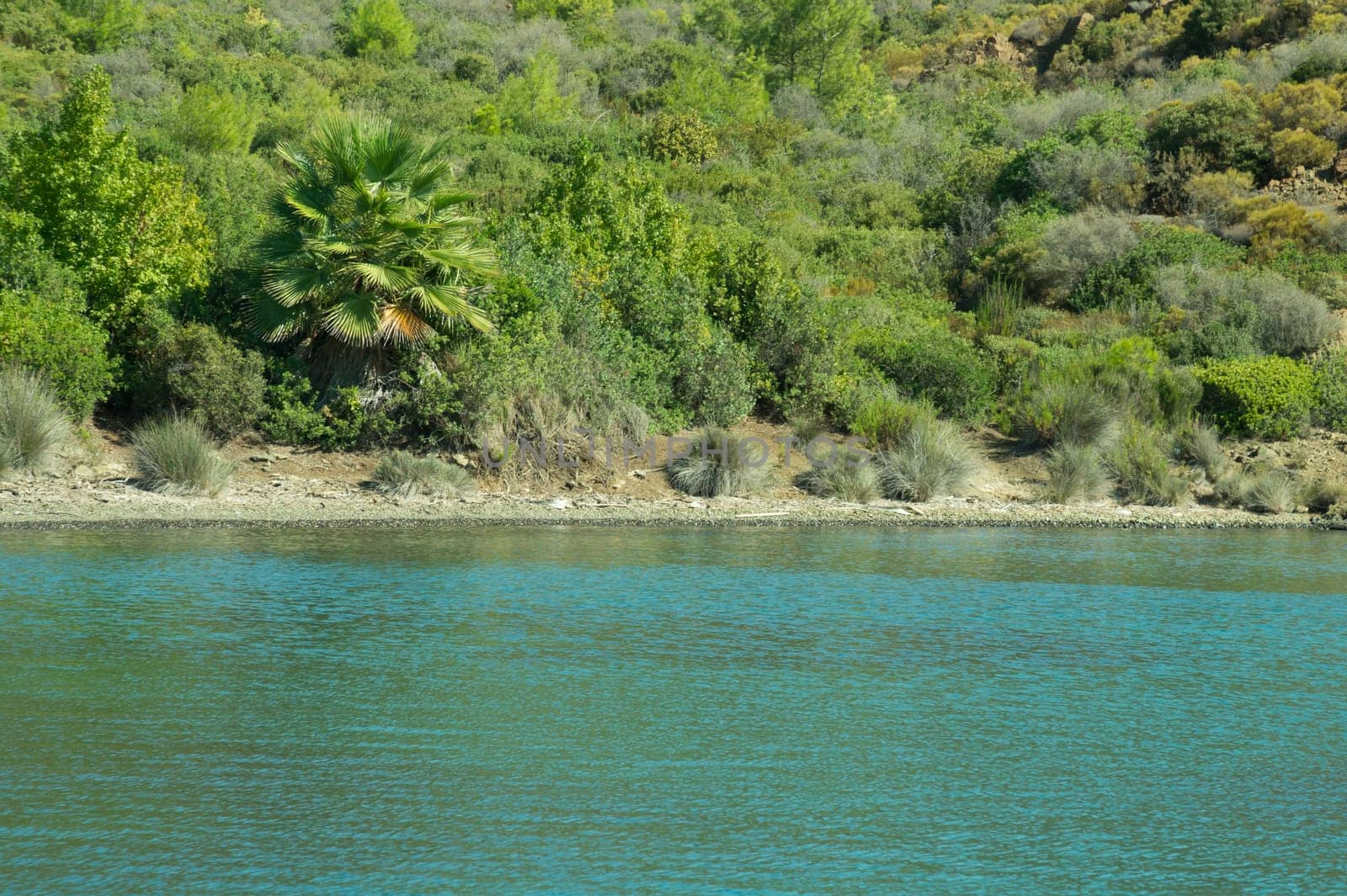 Coastline with the green forest background