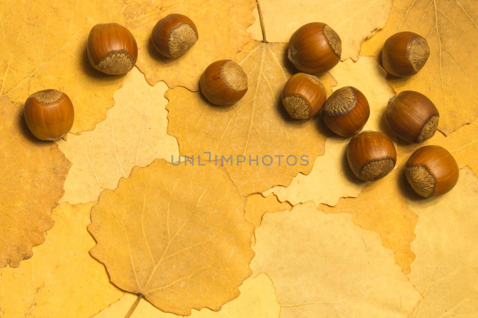 Hazelnuts with autumn leaves background
