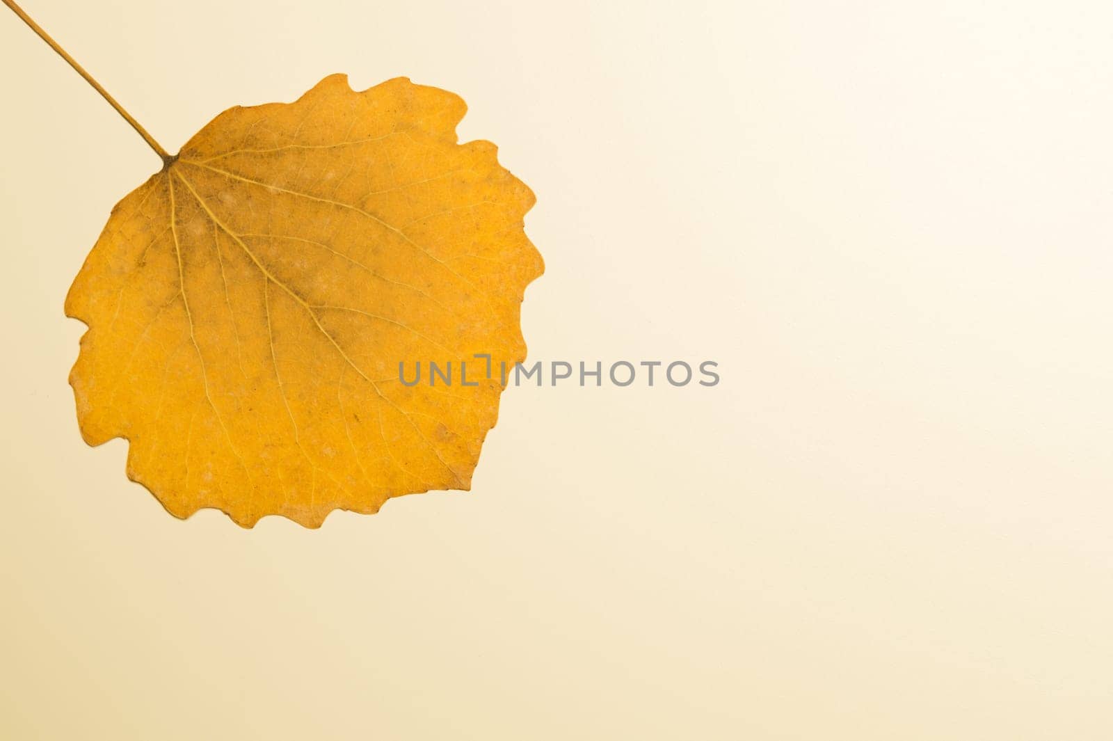 Autumn yellow leaf isolated on white