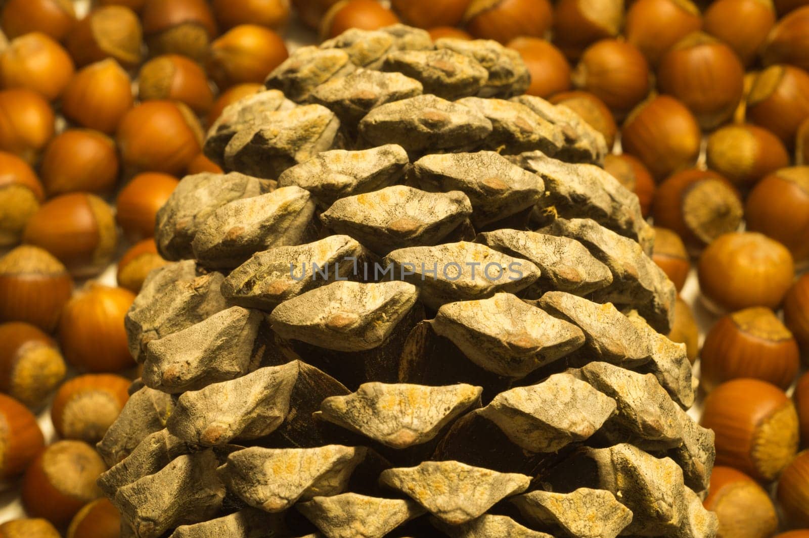 Cone and hazelnuts macro background