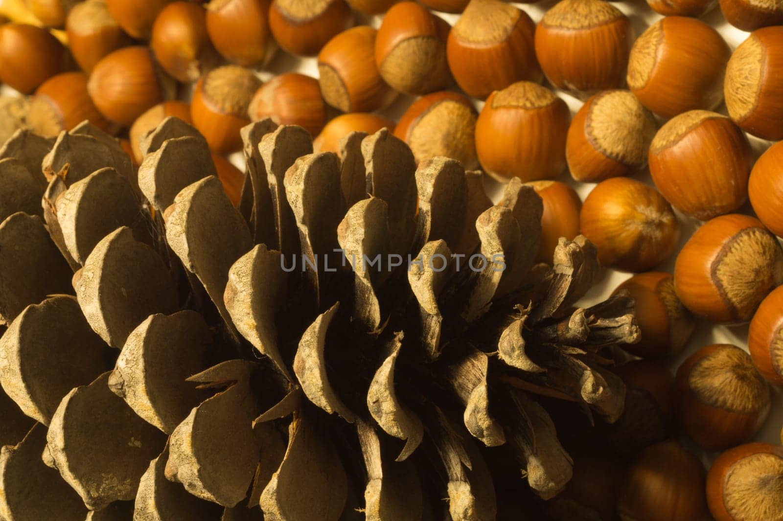 Cone and hazelnuts macro background